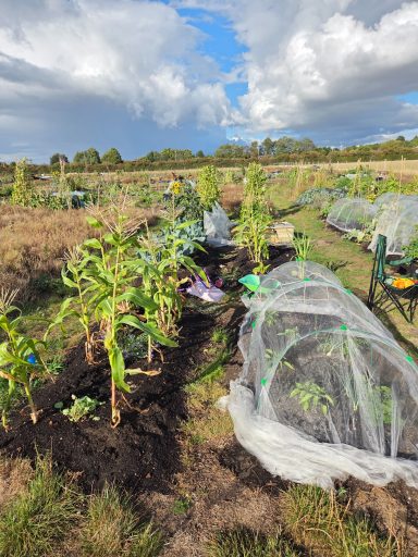 Garden with young plants covered in protective mesh, under a partly cloudy sky.