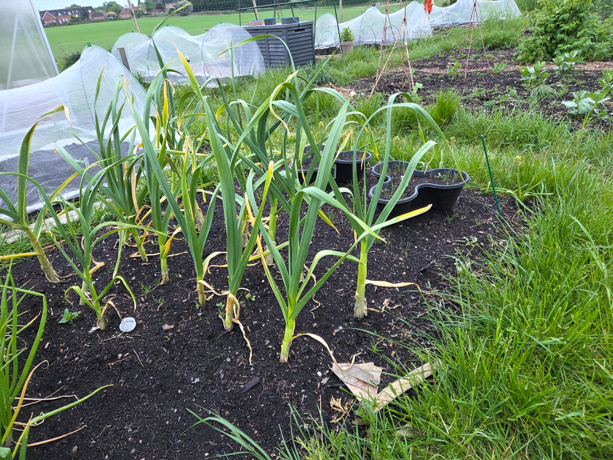 Garlic Garlic plants growing in a vegetable garden, surrounded by grass and soil.