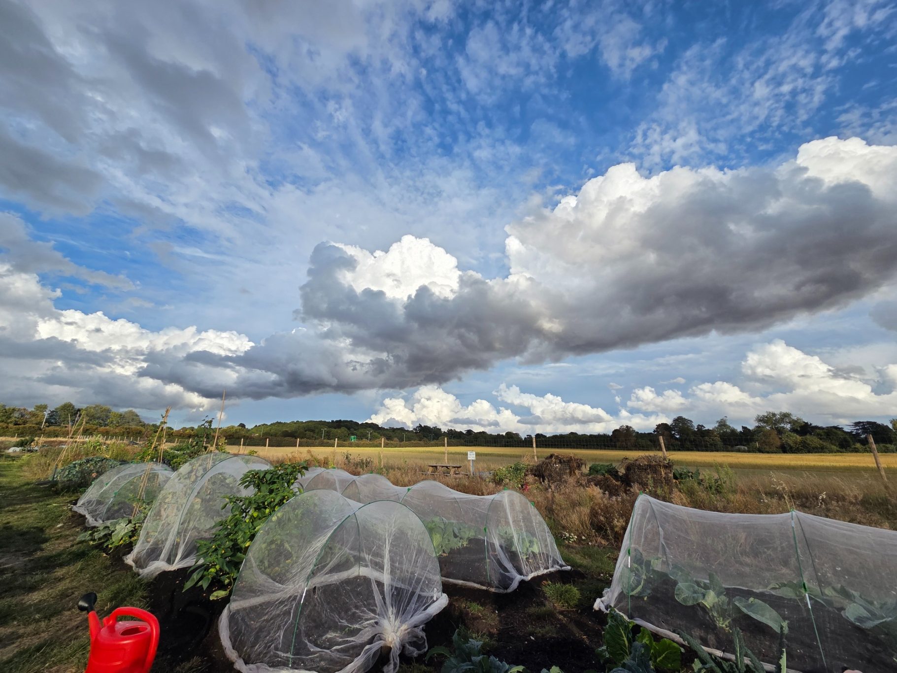 Garden beds covered with protective nets under a cloudy blue sky.