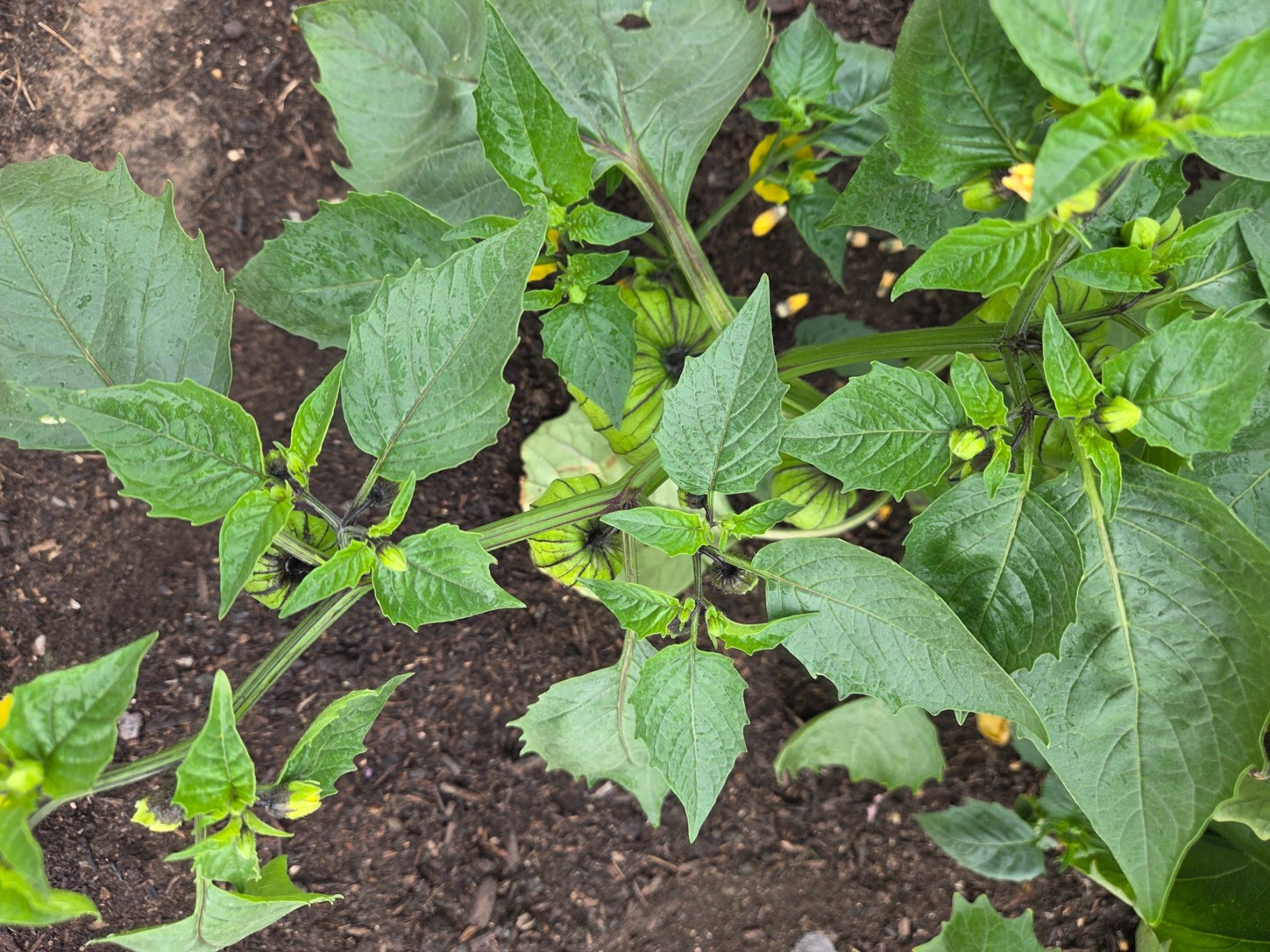 Green pepper plants with leaves and small yellow flowers growing in soil.