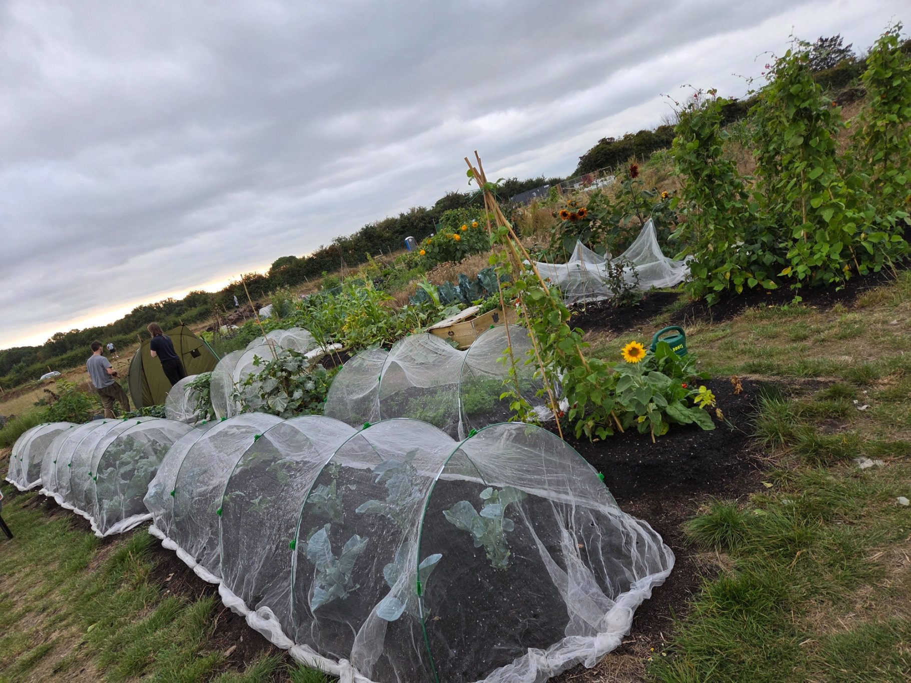 Vegetable beds protected by nets in a cloudy garden landscape.