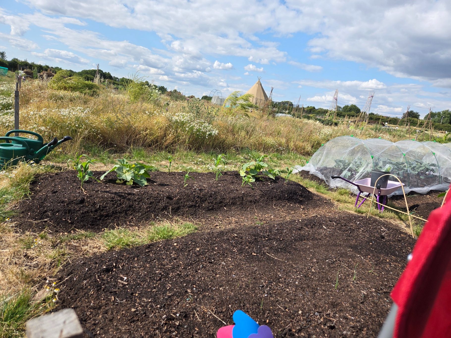 Vegetable garden plots with plants growing under a blue sky and scattered clouds.