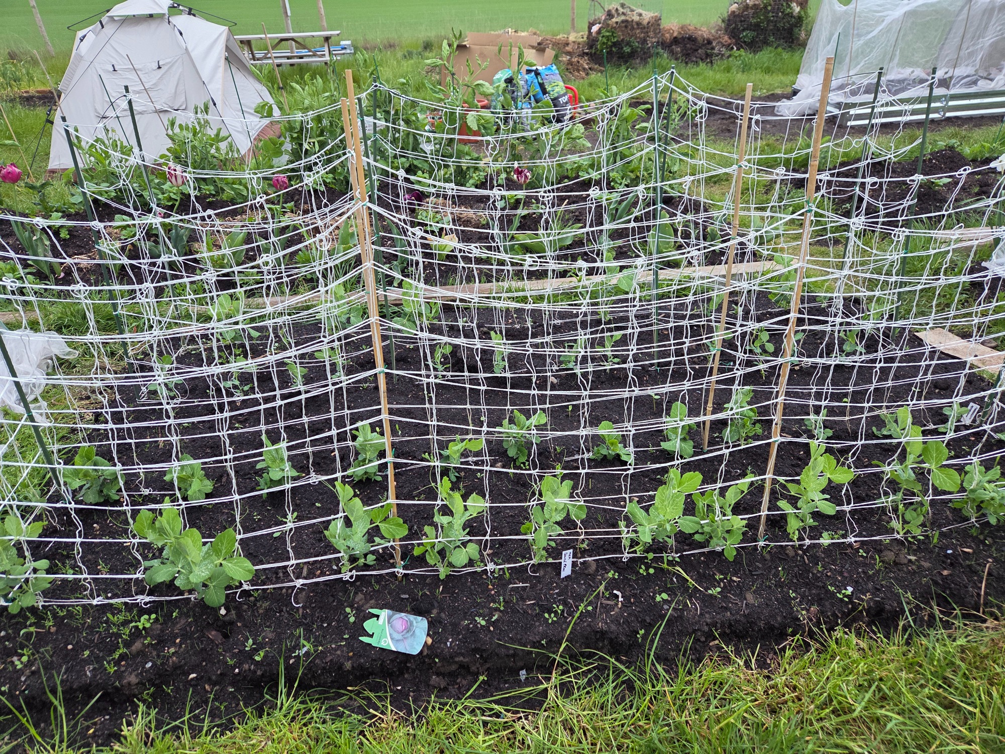 Peas Garden with young pea plants supported by trellis and surrounded by mulch.