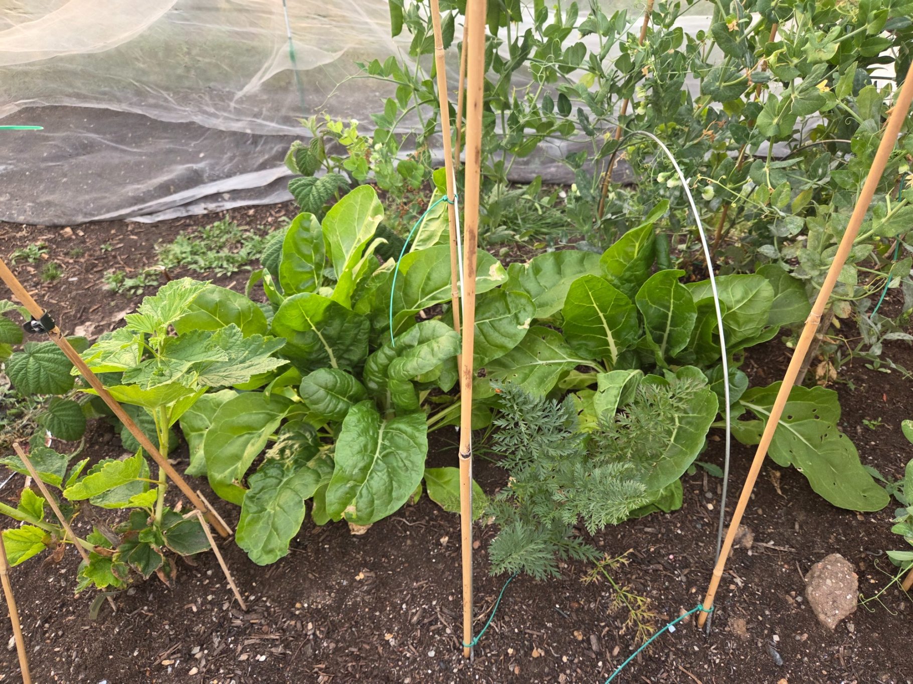 Green leafy vegetables growing in a garden, supported by wooden stakes.