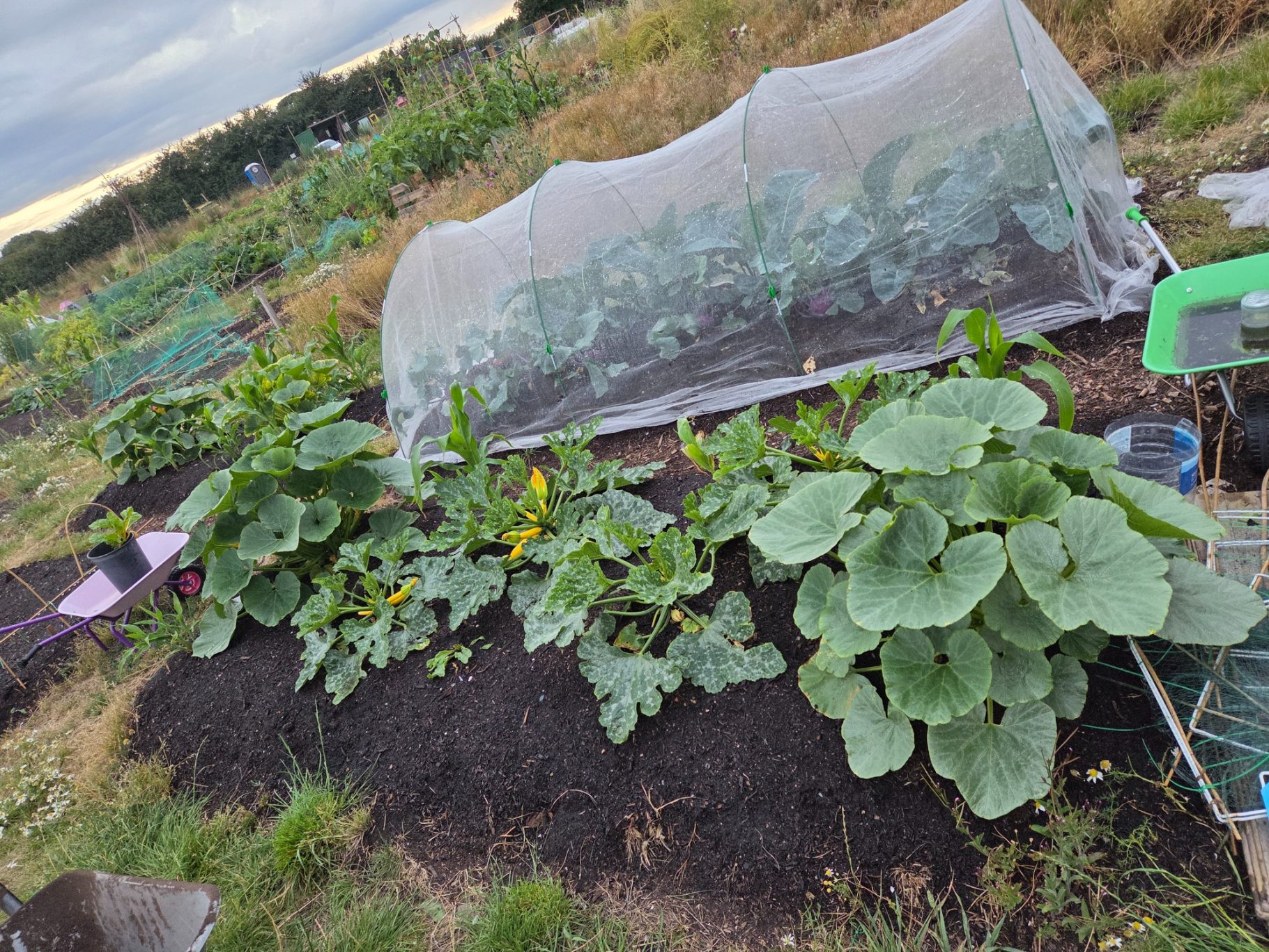 Vegetable garden with large squash plants and protective netting over crops.