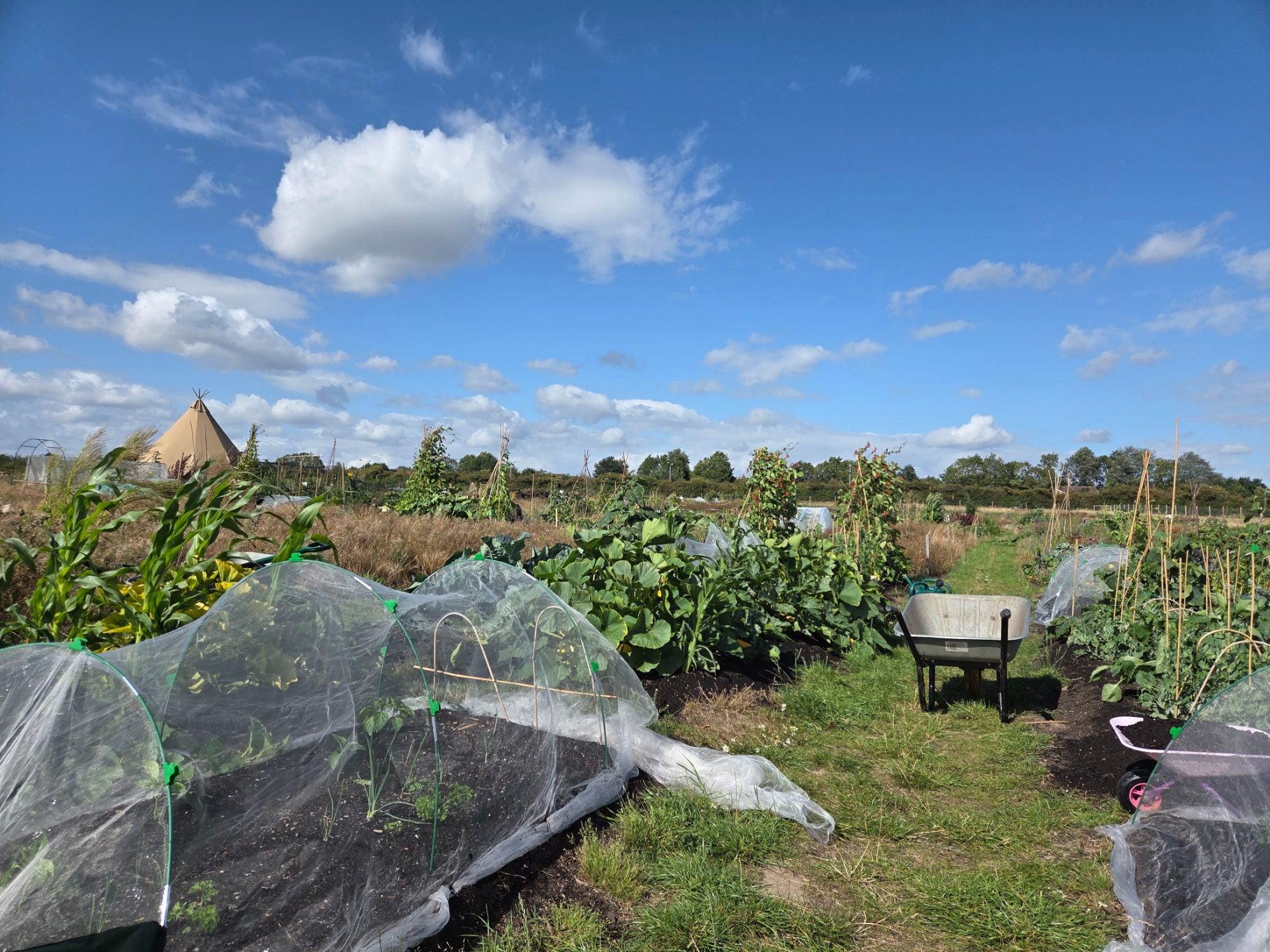 Vegetable garden with protective nets, a wooden bench, and a blue sky with clouds.