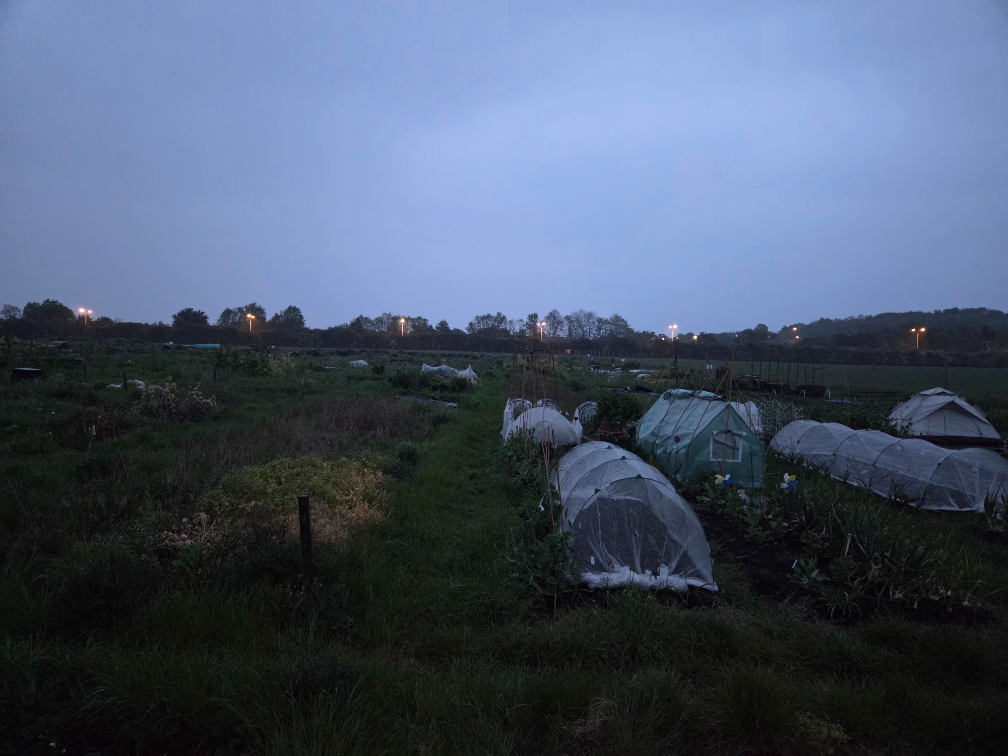 Next to the wilderness A field at dusk with covered plants and distant lights in the background.