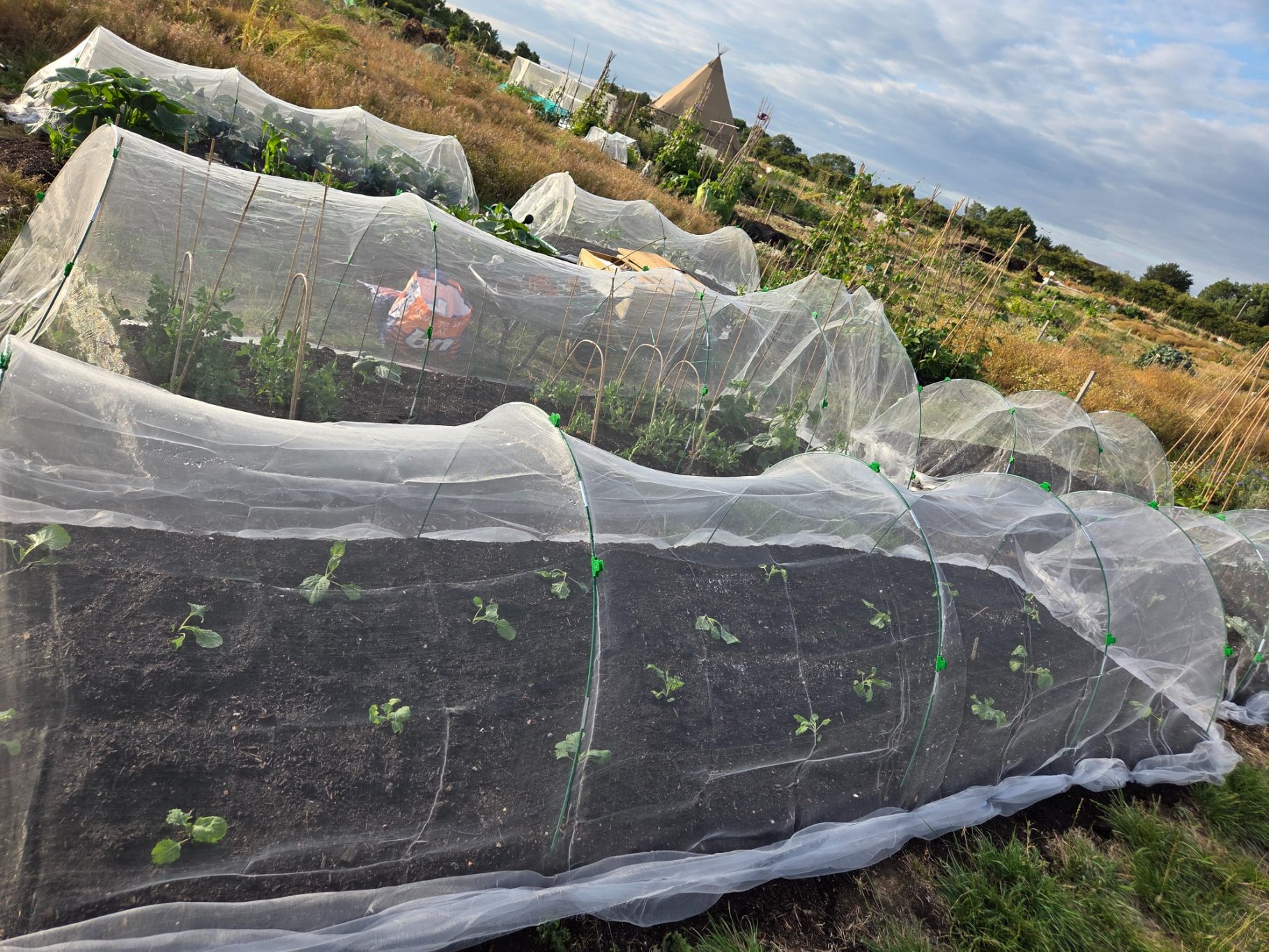 Vegetable beds covered with protective netting in a garden setting.