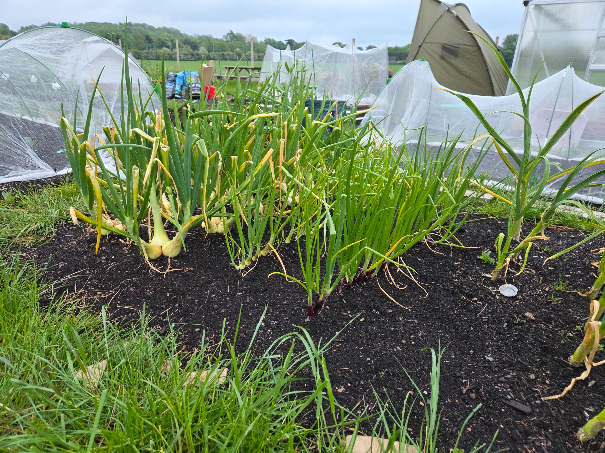 Onions, spring onions Onion plants growing in a garden with protective covers and a grassy background.