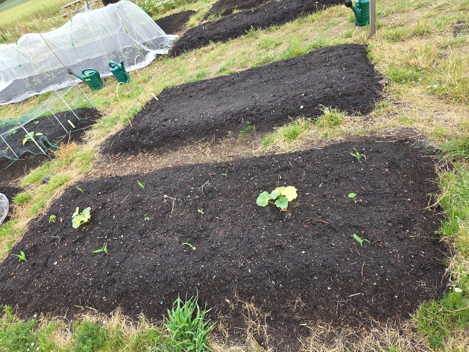 Vegetable garden beds with newly planted seedlings on dark soil.