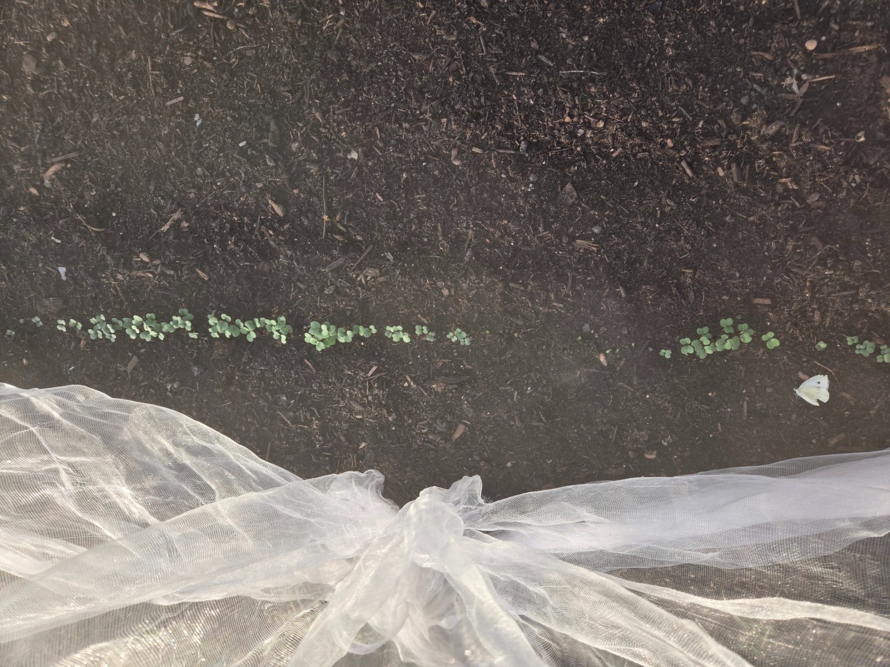 Scattered green leaves on a dark surface with a sheer white fabric.