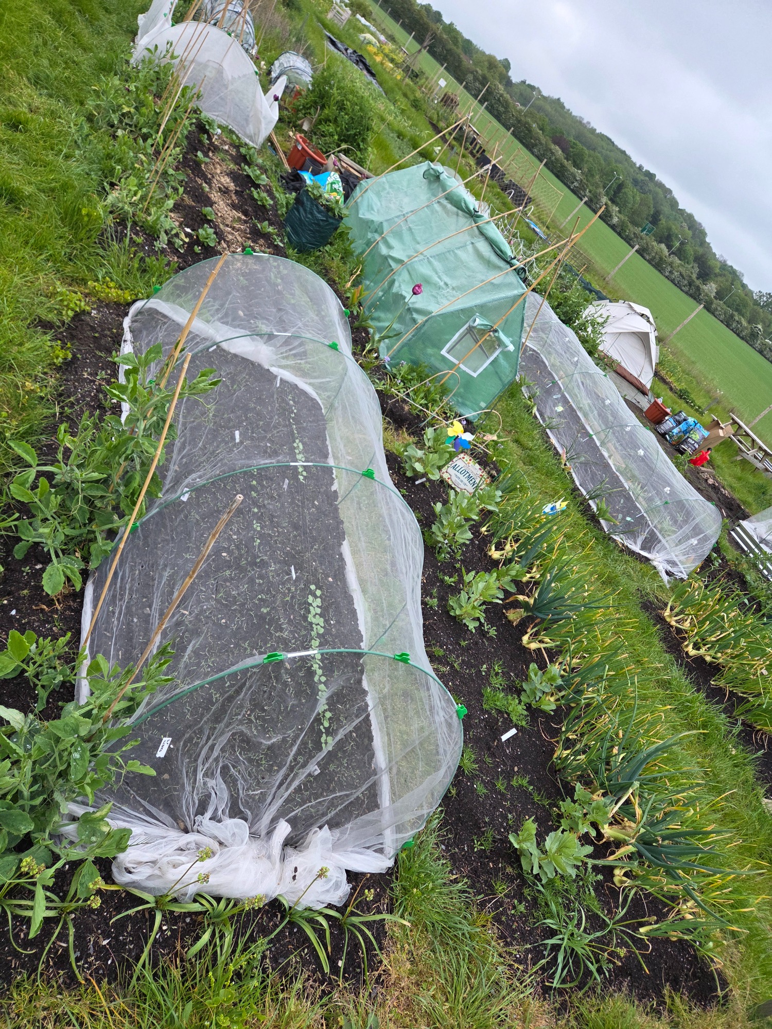 Plot 1DE Lush garden beds covered with mesh and protective structures in a green landscape.