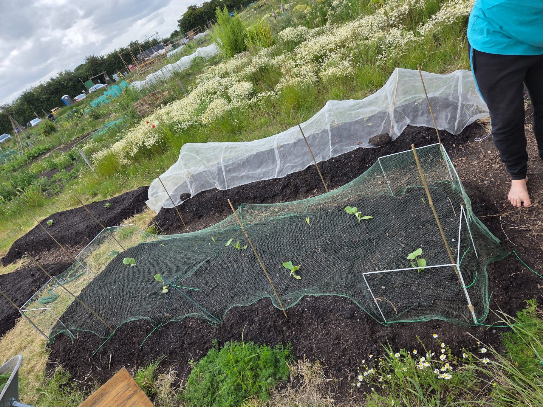Vegetable plots covered with mesh for protection in a garden setting.