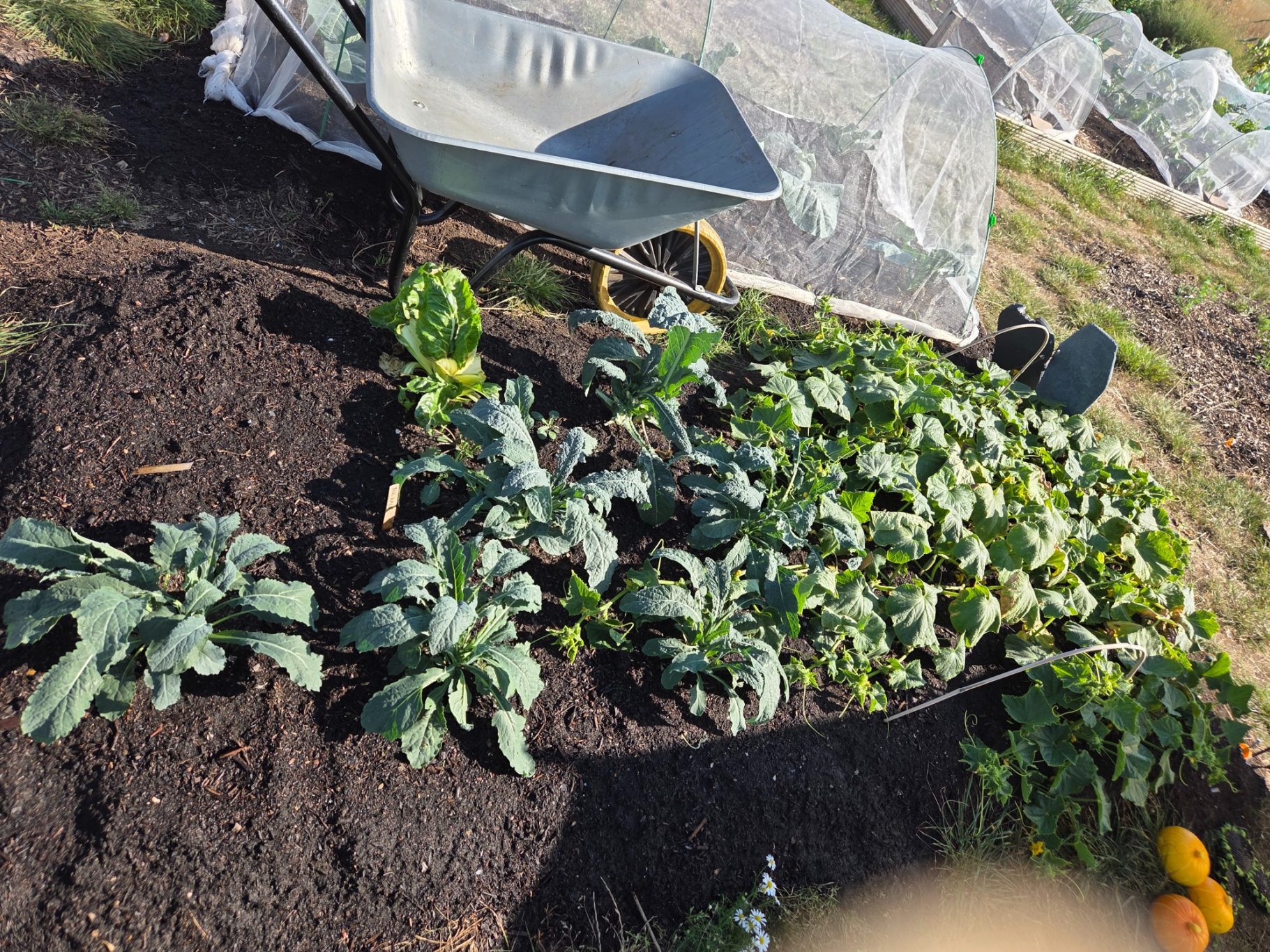 Vegetable patch with leafy greens, a wheelbarrow, and composted soil.