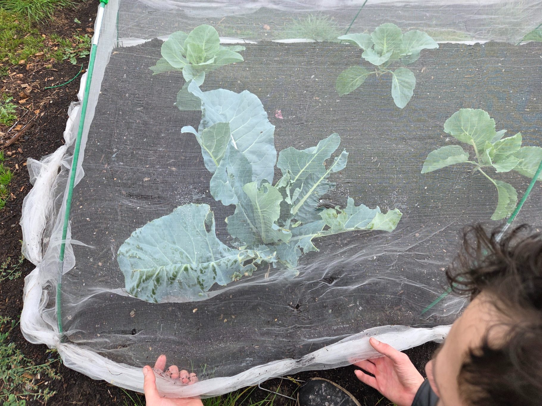 A person gently lifting a protective cover over young cabbage plants in a garden.