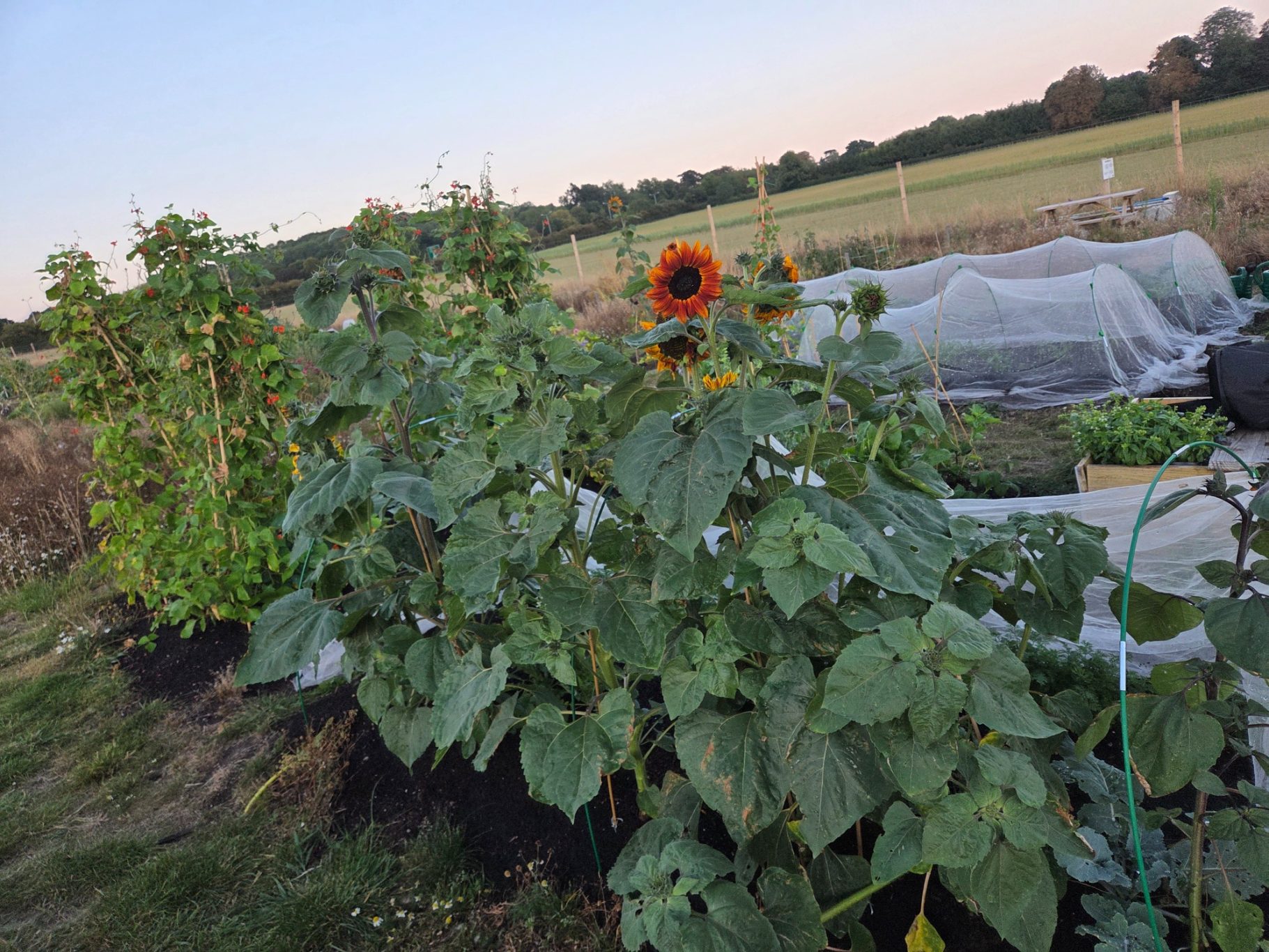 A vegetable garden with sunflowers and crops under a clear sky.