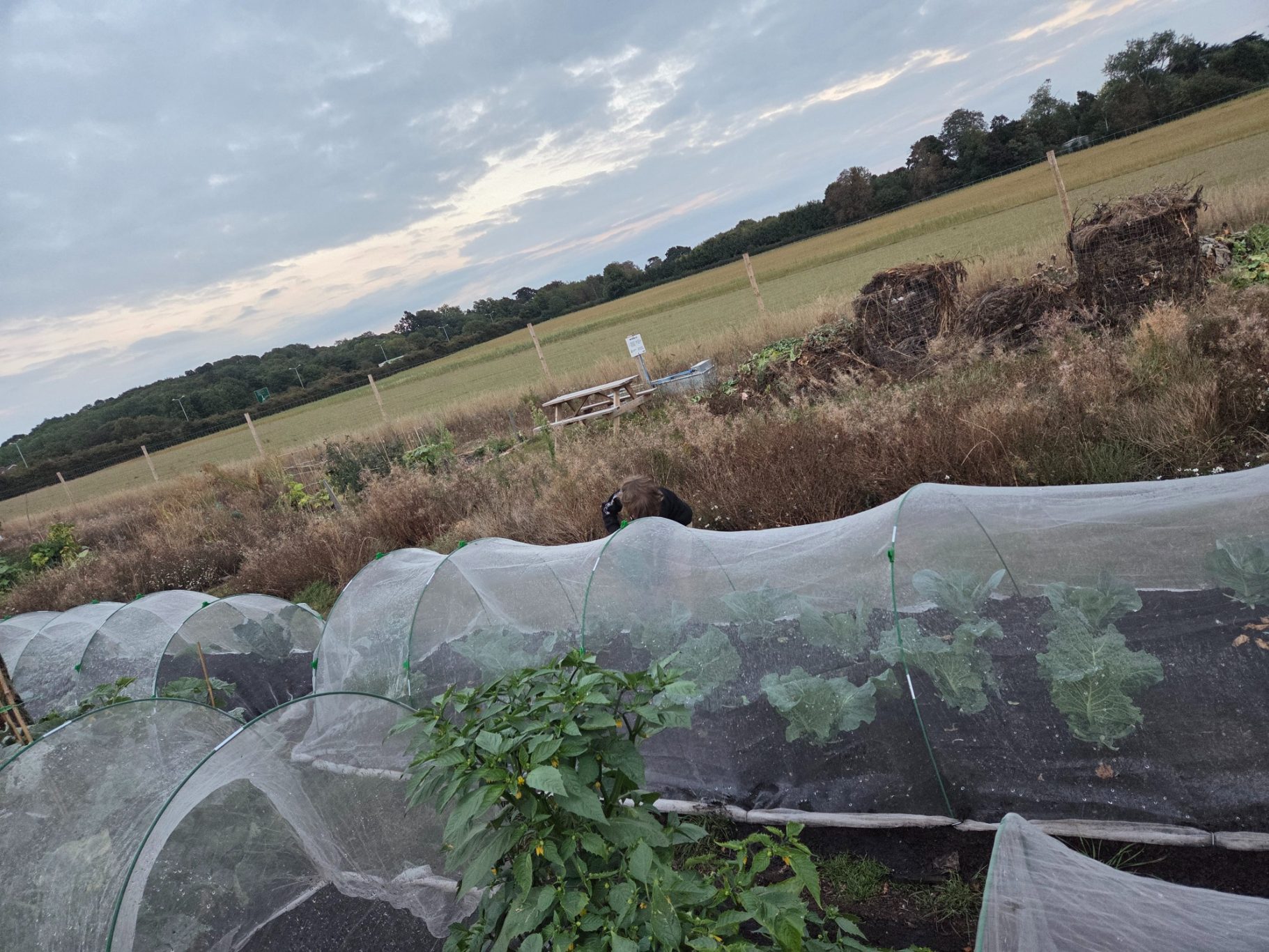 Vegetable beds covered with netting, set against a cloudy sky and open fields.