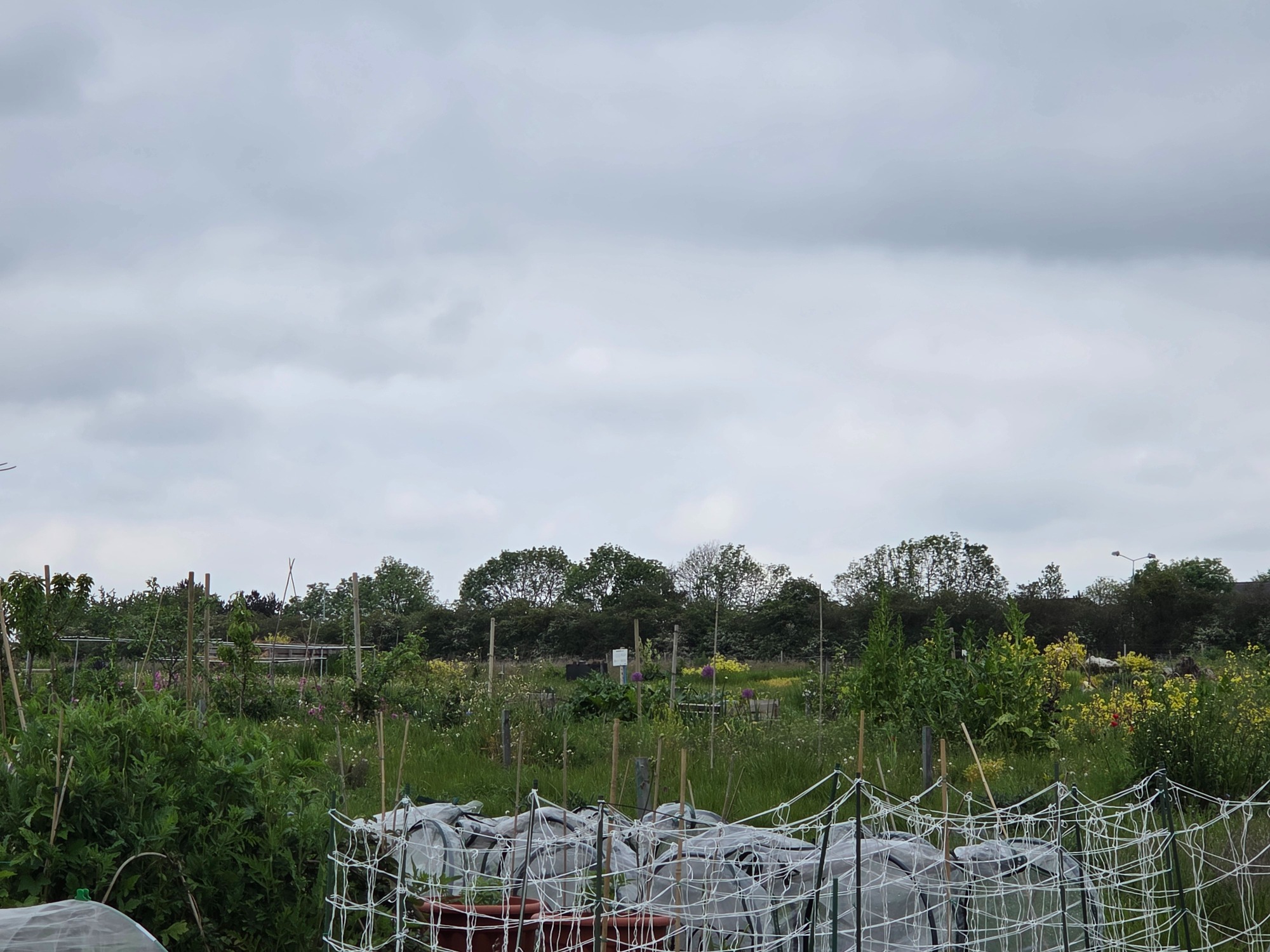 State of the site Lush green fields with overcast skies and distant trees in the background.