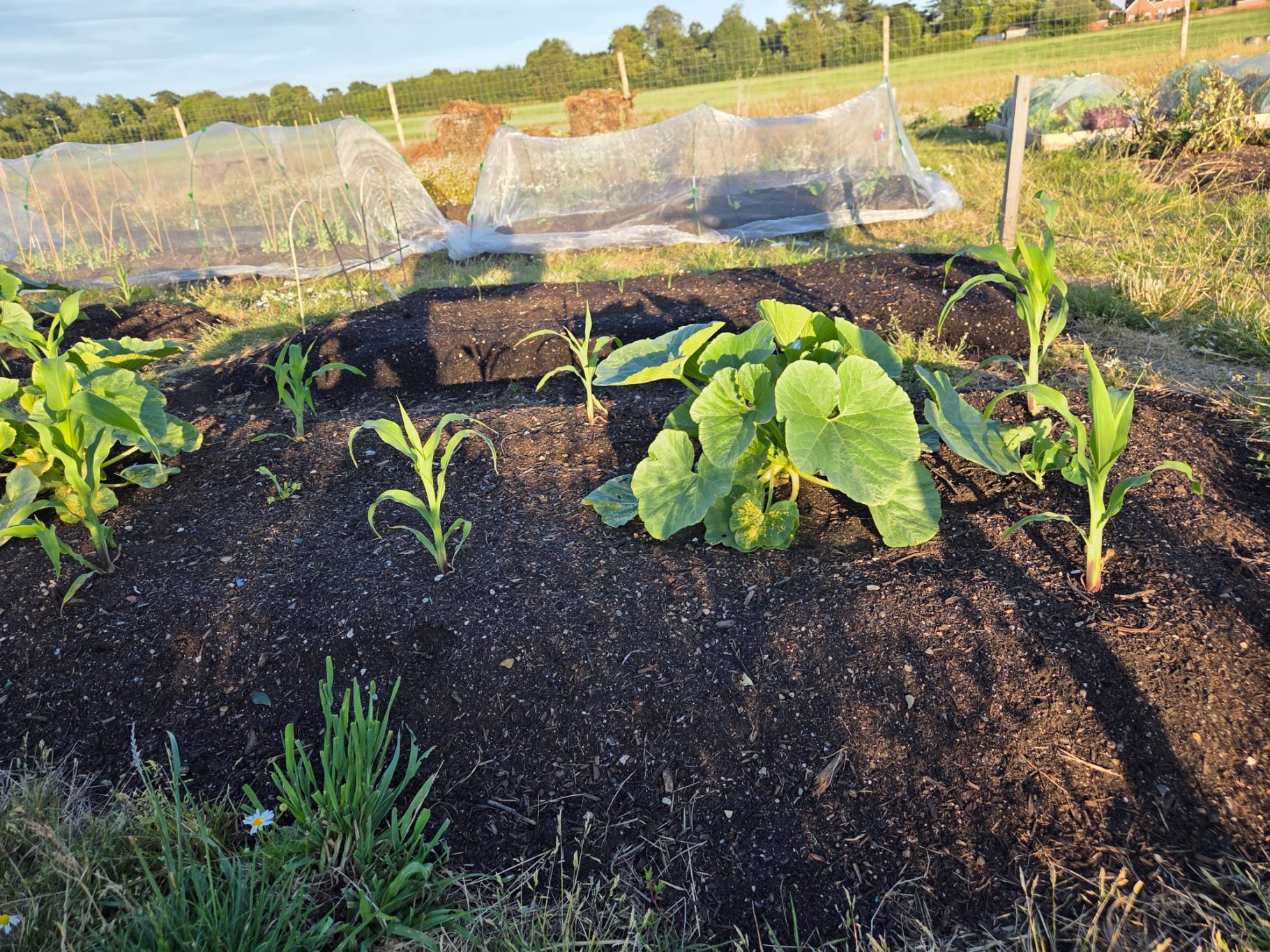 Vegetable garden with young plants growing in rich soil, surrounded by protective netting.