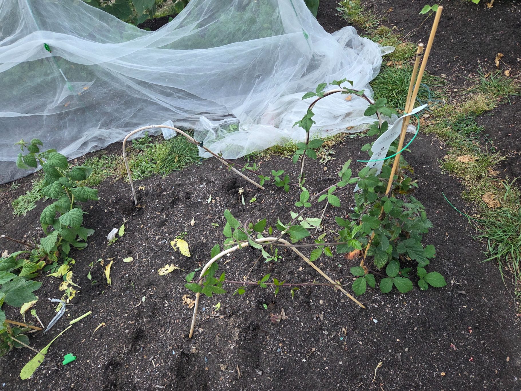Young plants growing in soil, partially covered with protective netting.