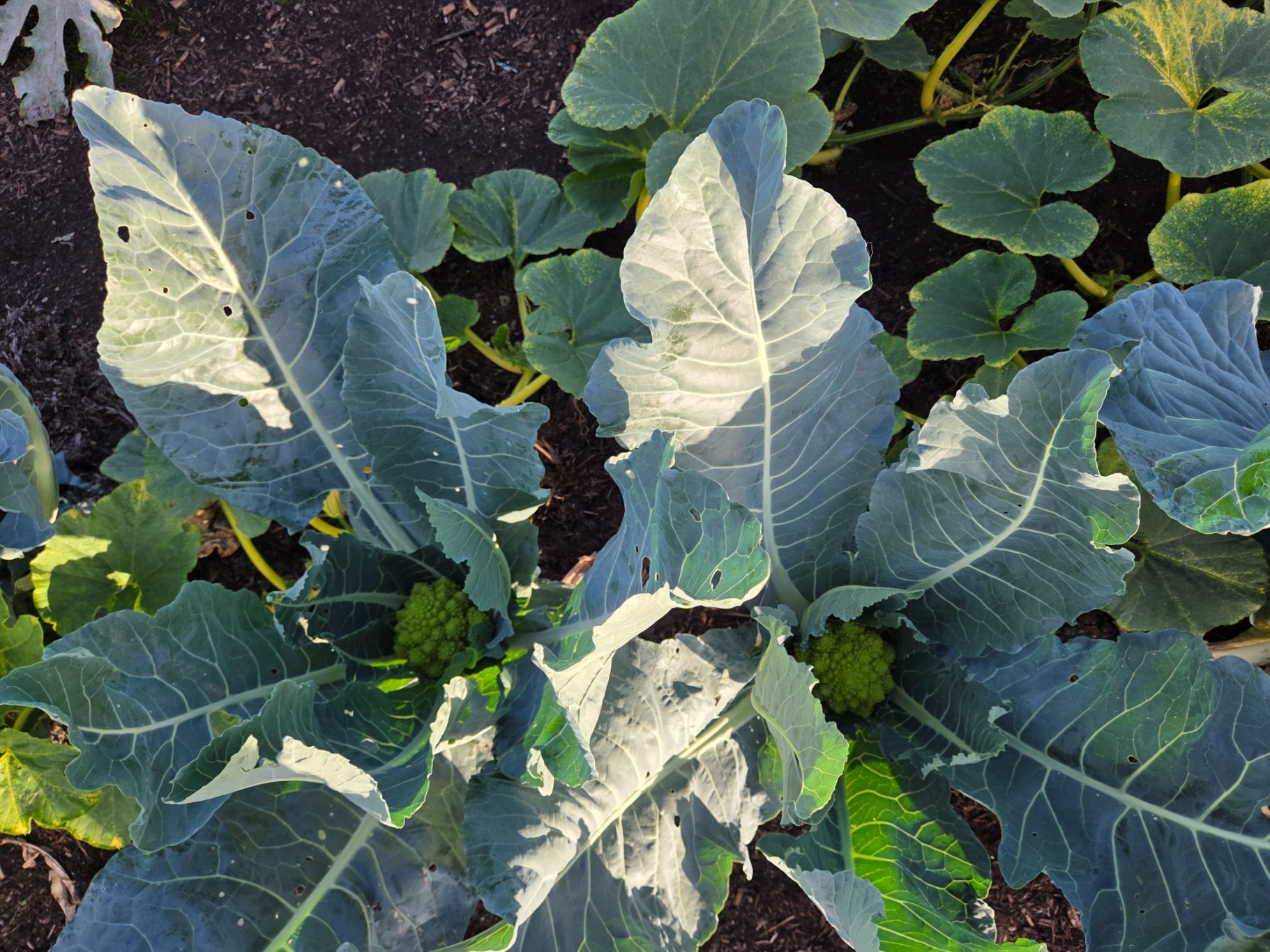 Green cabbage plants with large leaves growing in soil.