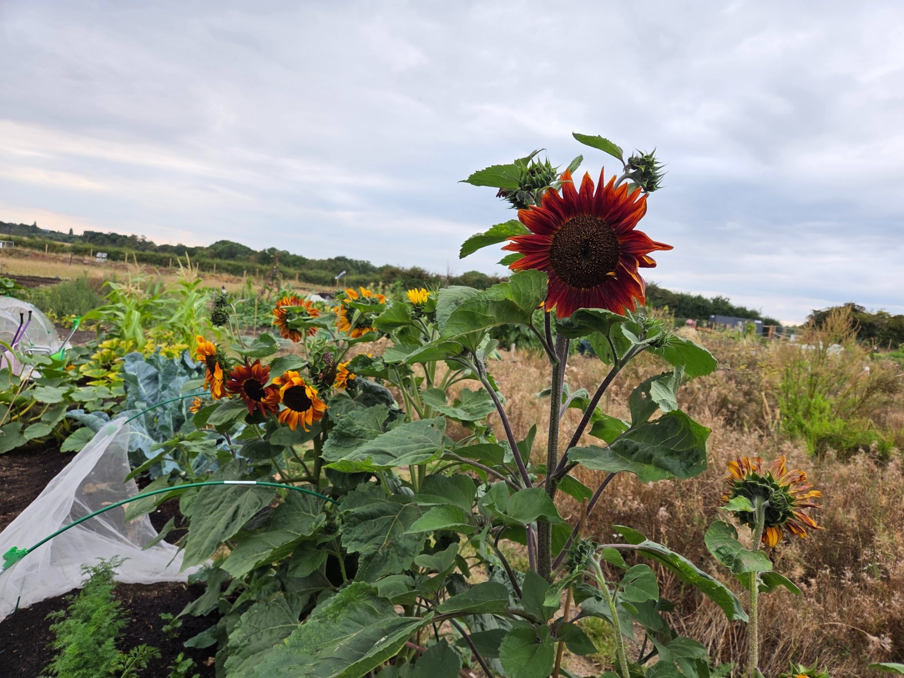 Sunflower with reddish petals in a garden, surrounded by green foliage.