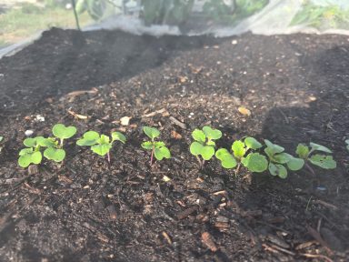 Row of small green plants sprouting from dark, moist soil in a garden.