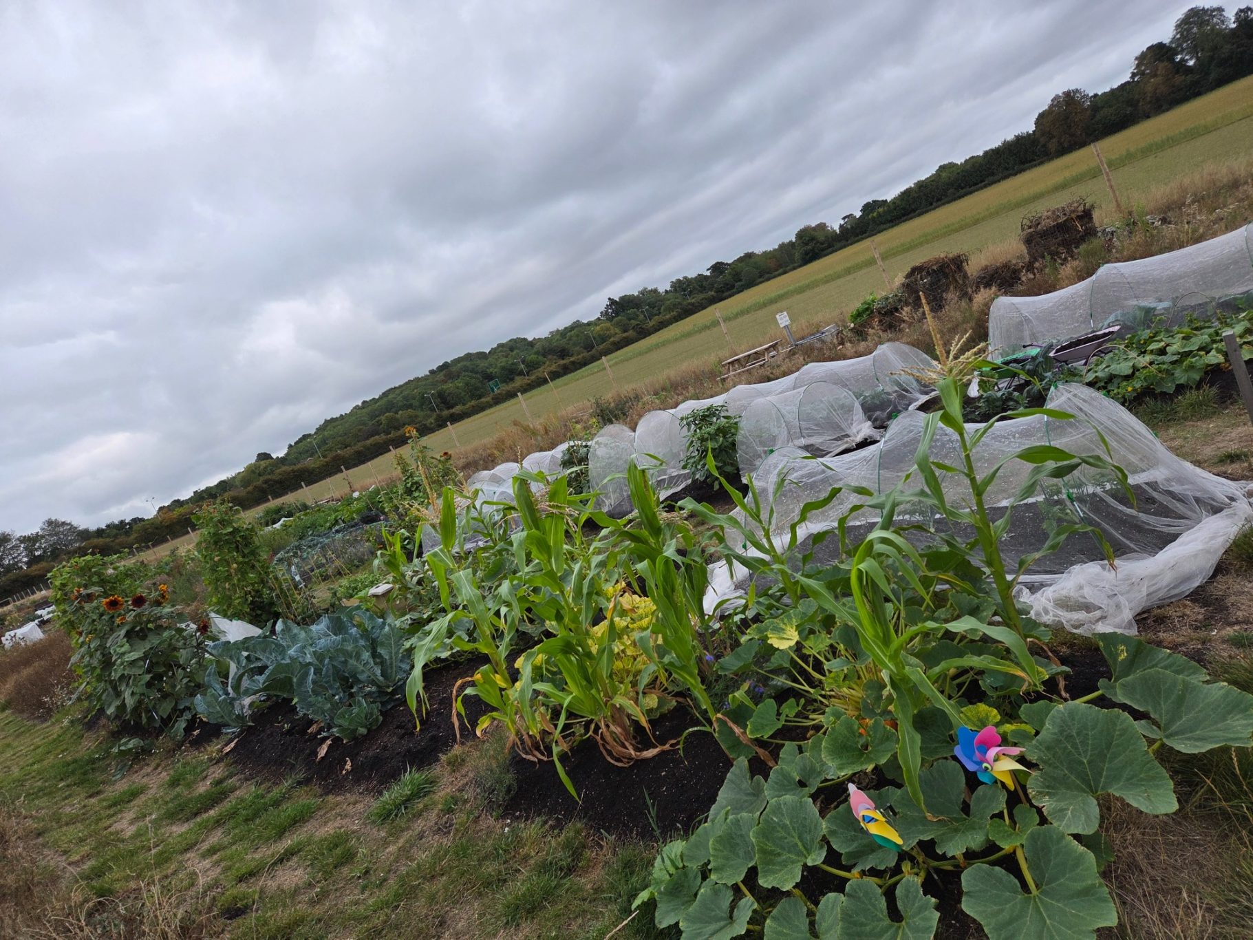 Vegetable garden with various crops covered with protective cloth in an open field.