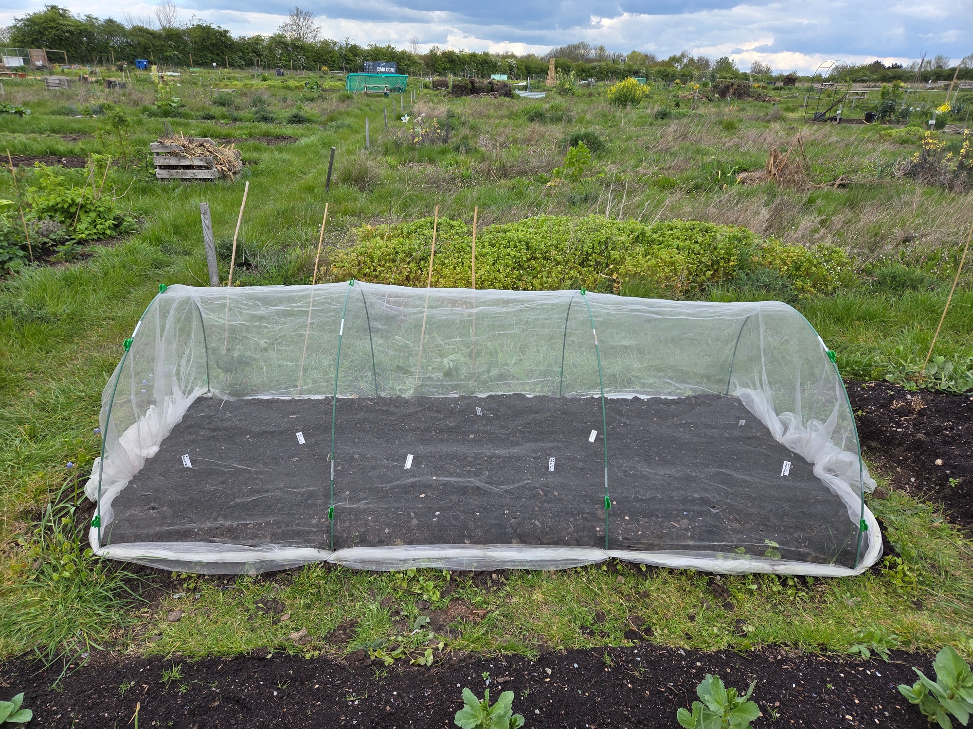 The mess next to our plots April 2026 A garden bed covered with protective netting on a grassy plot.