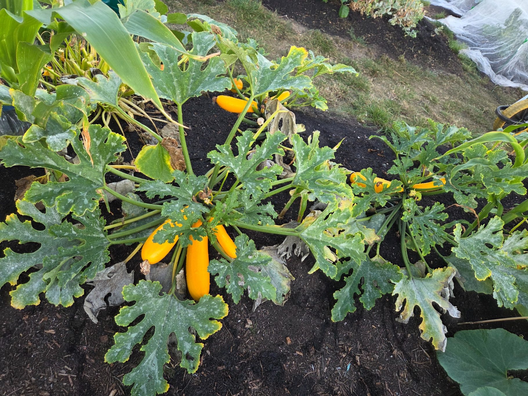 Yellow zucchinis growing on a leafy plant in a garden.