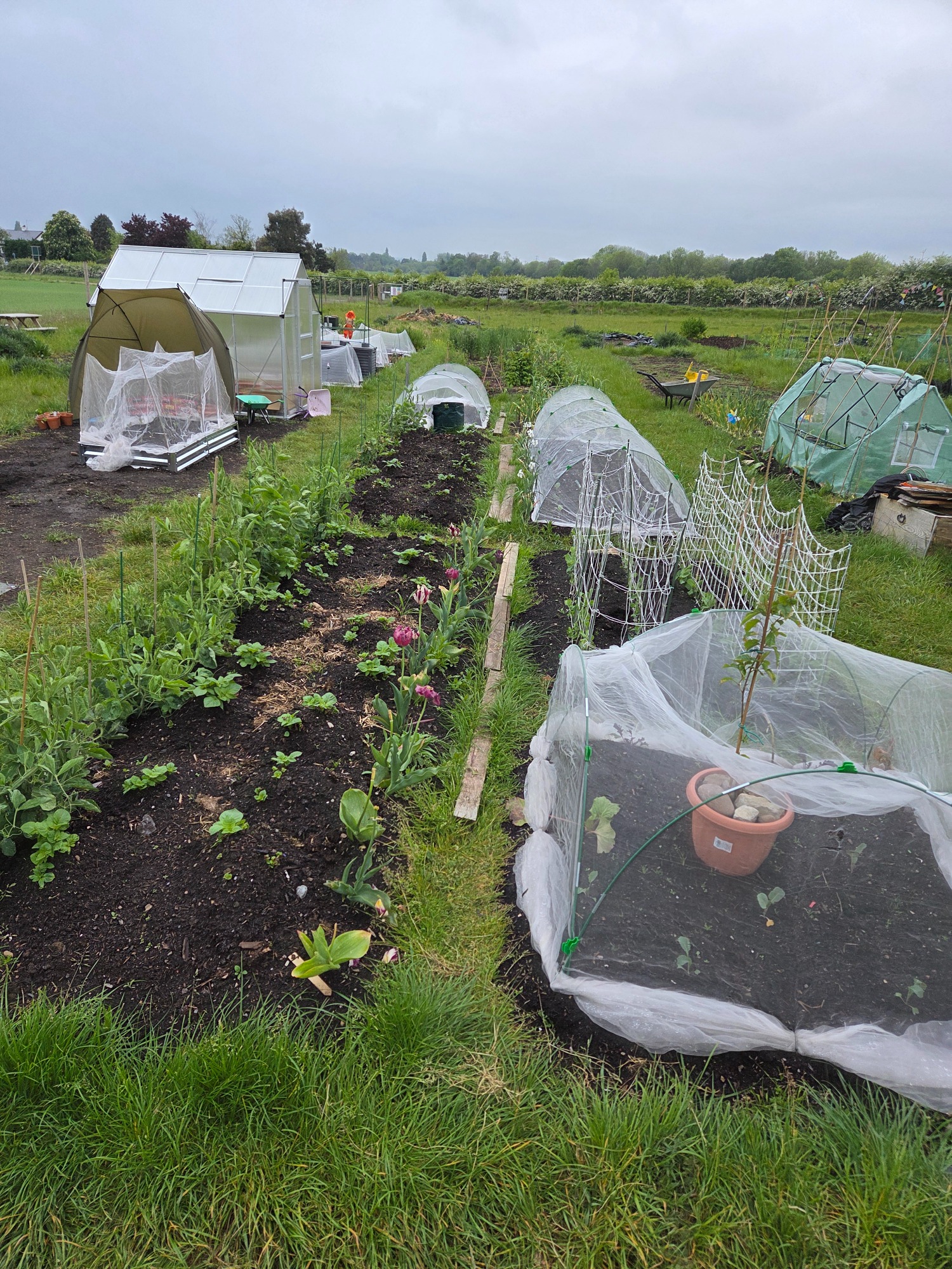 Plot 1CE Vegetable garden with protective netting and rows of plants on a cloudy day.