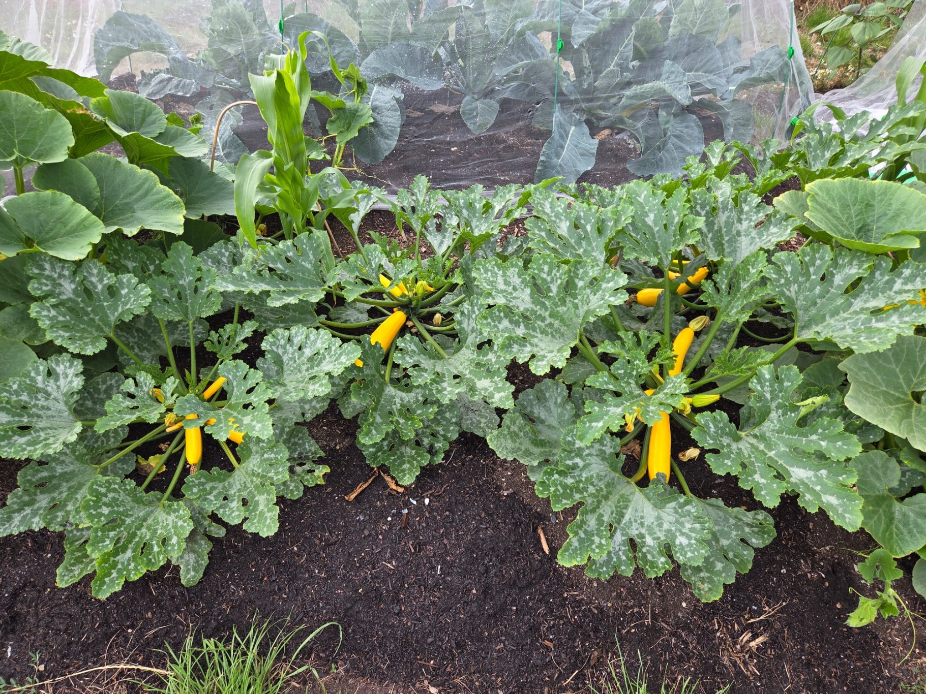 Yellow zucchinis growing among large green leaves in a garden bed.