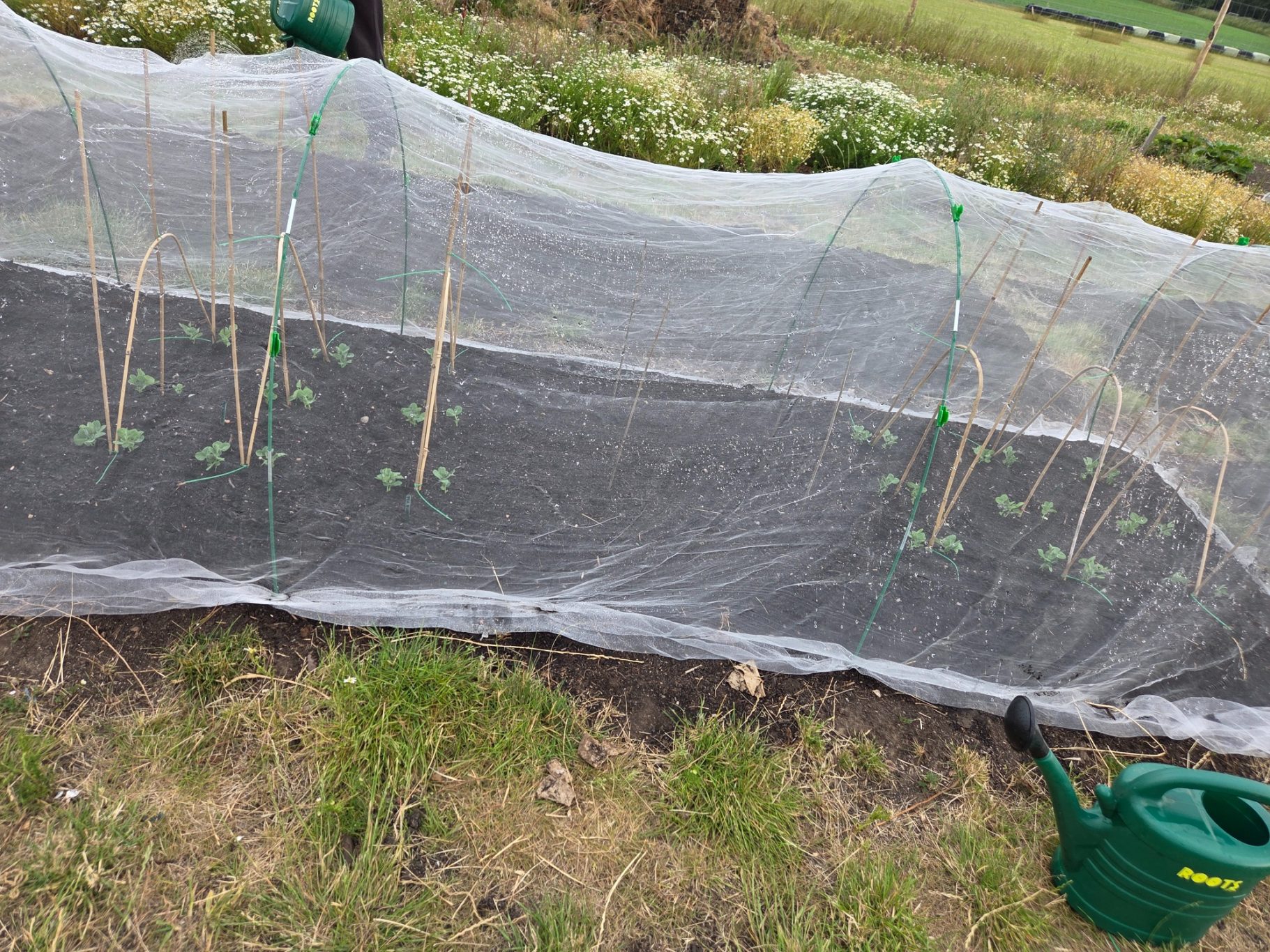 Vegetable seedlings covered with a protective netting, next to a watering can.