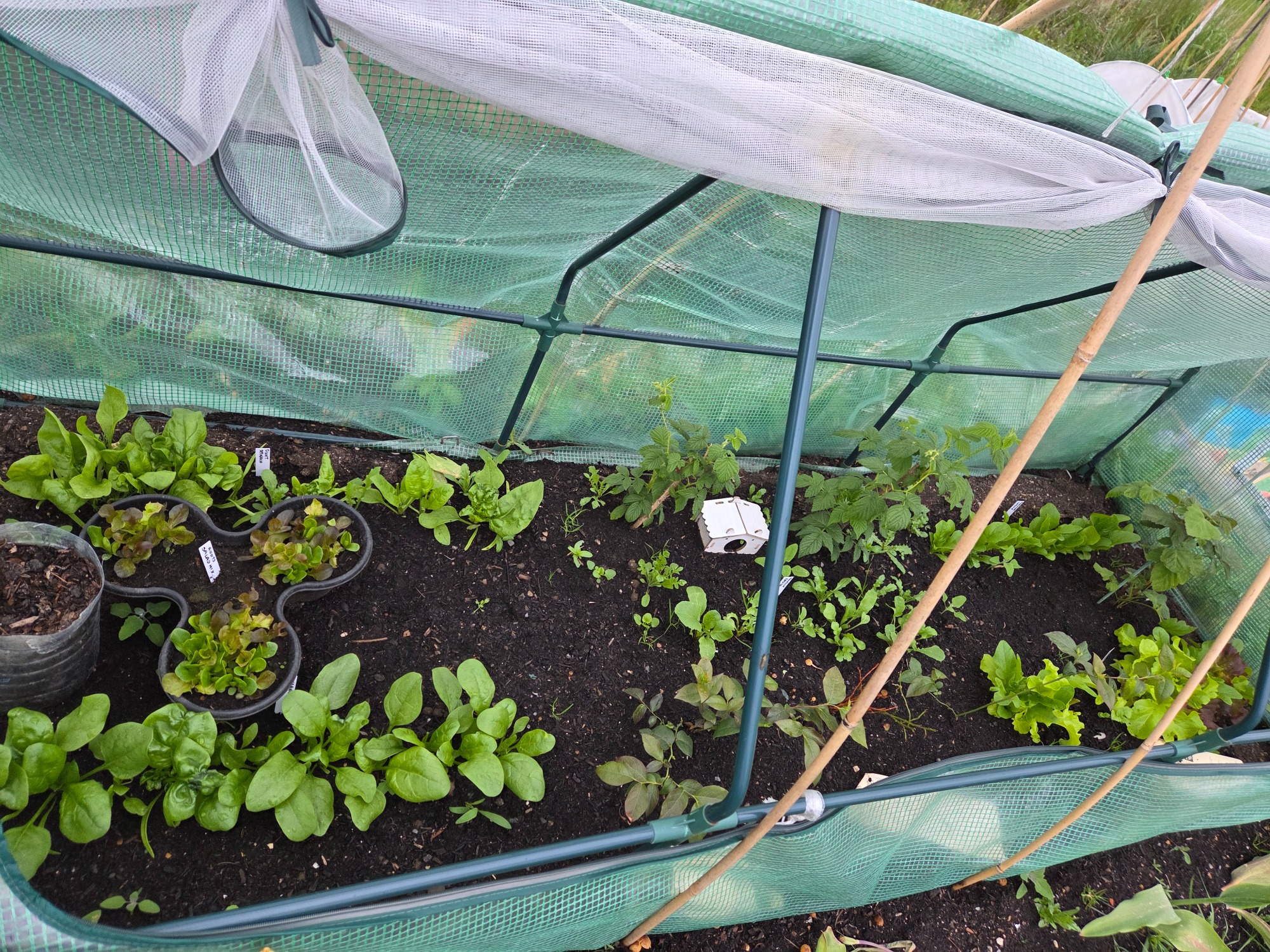Salad/fruit cane bed A greenhouse with various leafy plants and seedlings growing in soil.