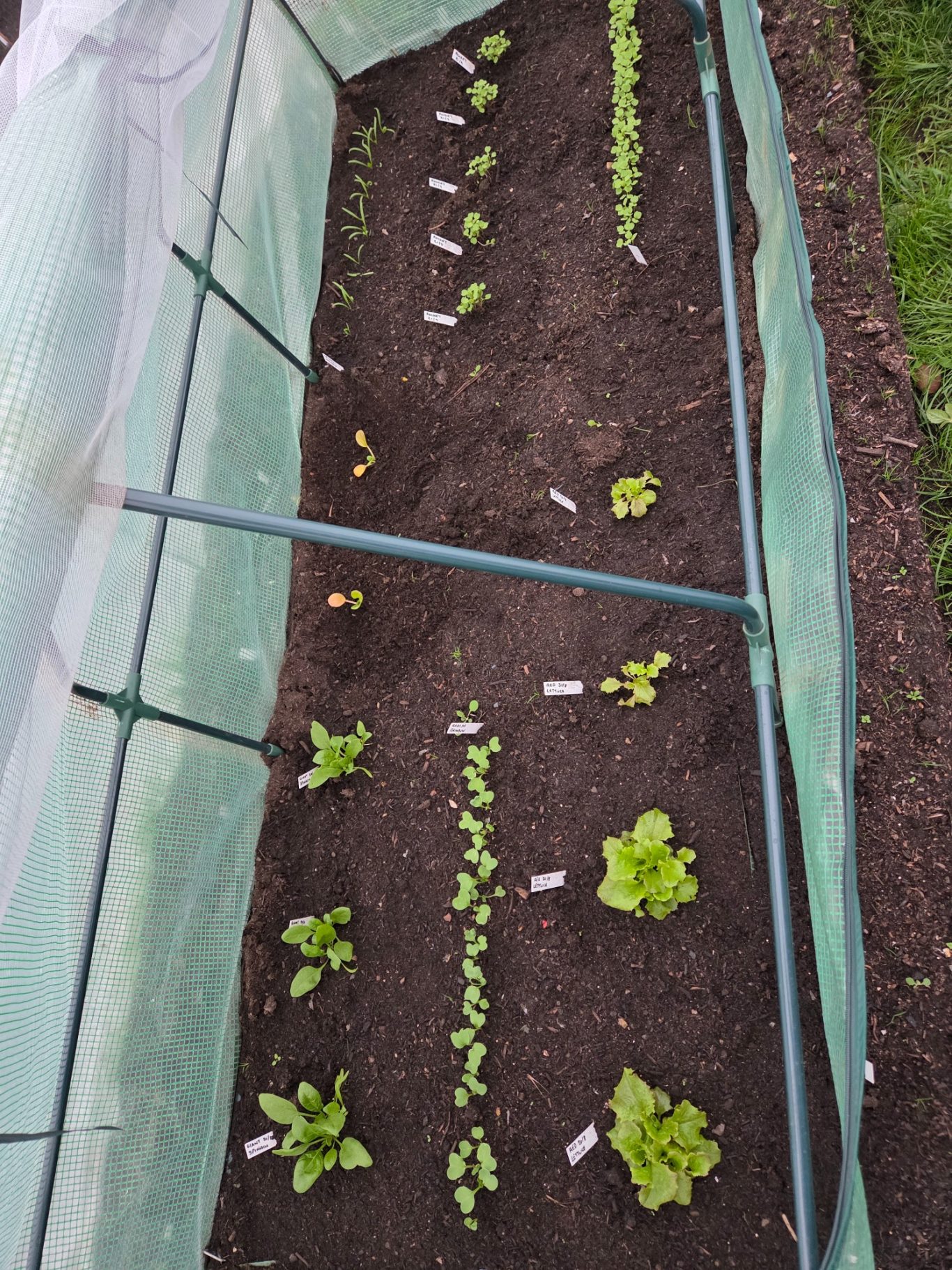 Row of freshly planted vegetables in a garden under a protective cover.