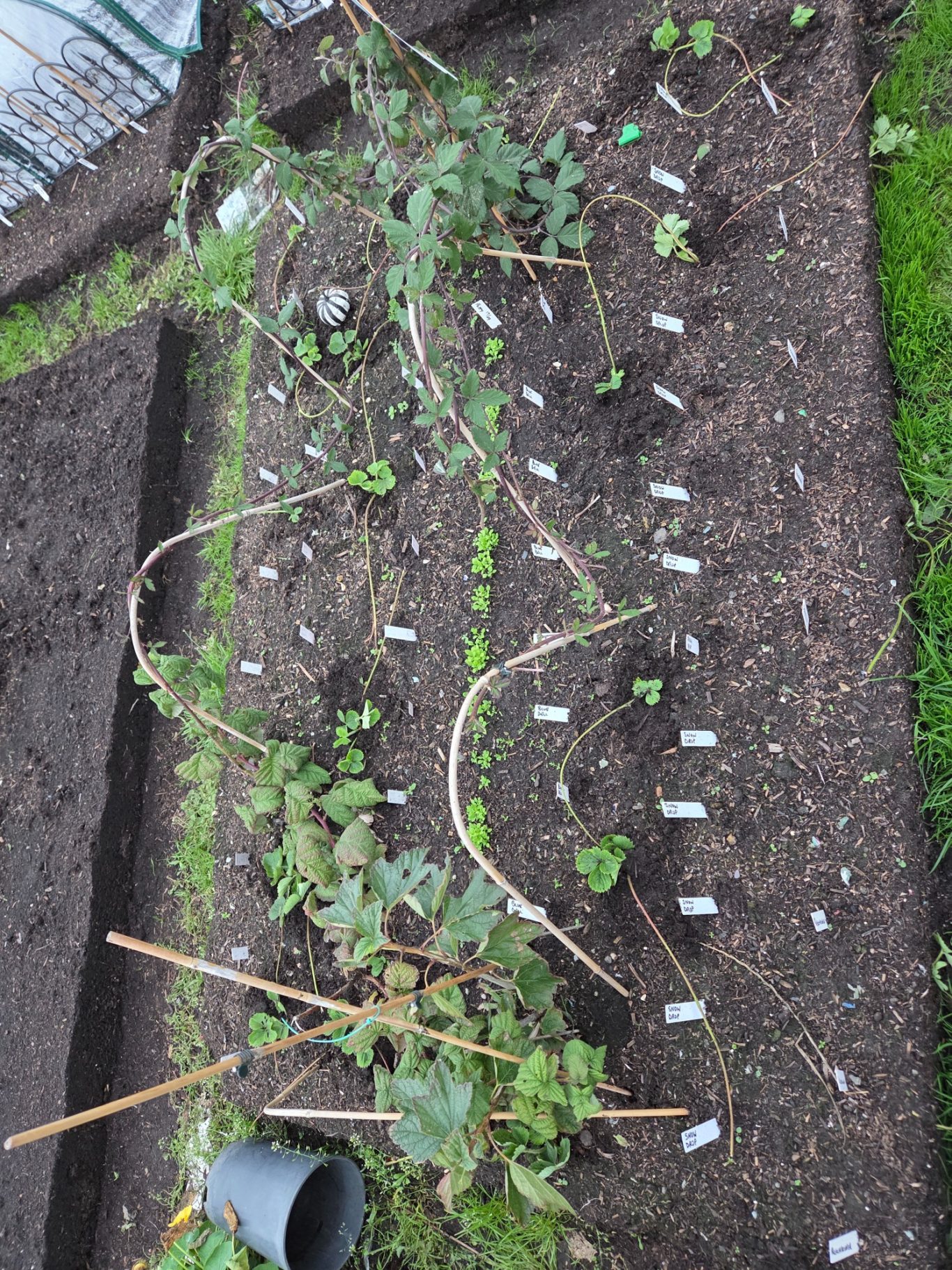 A garden bed with rows of newly planted seedlings and trellises for support.