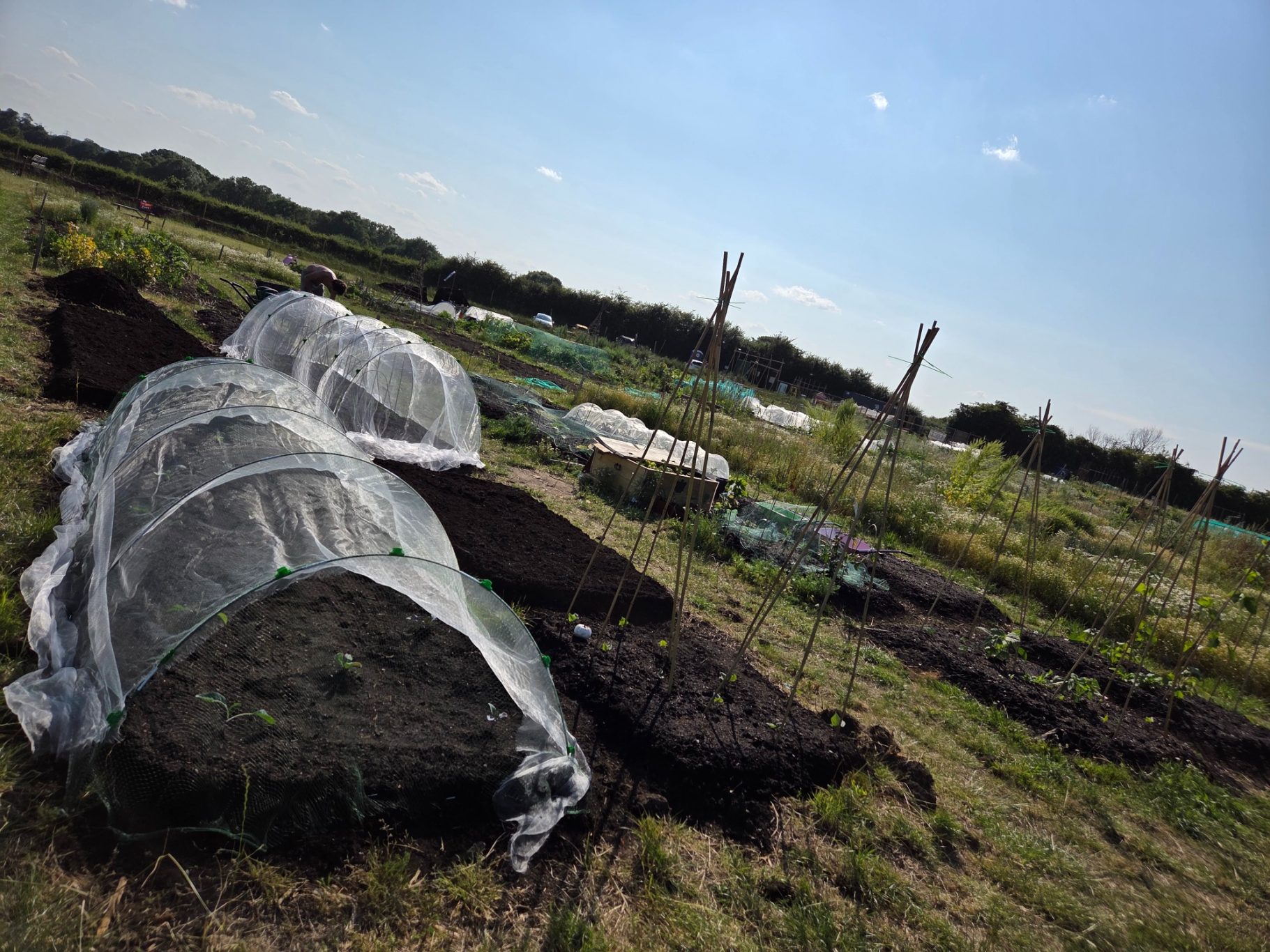 Vegetable garden with covered beds, compost areas, and clear blue sky.