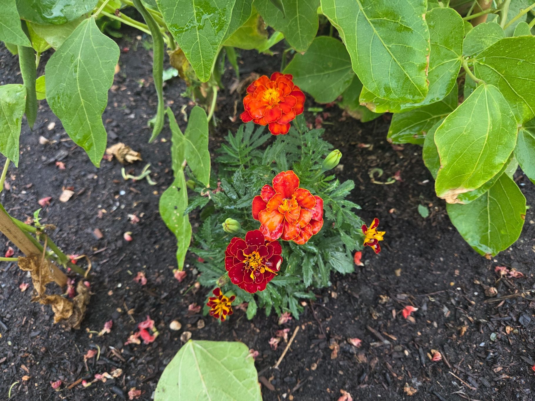 Vibrant marigold flowers in orange and red, surrounded by greenery in soil.