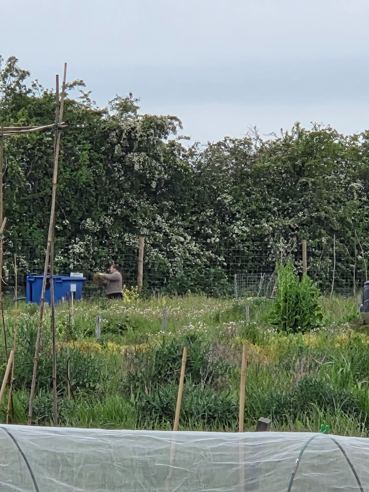 Unhelpful A person tending to a lush garden with trees and shrubs in the background.