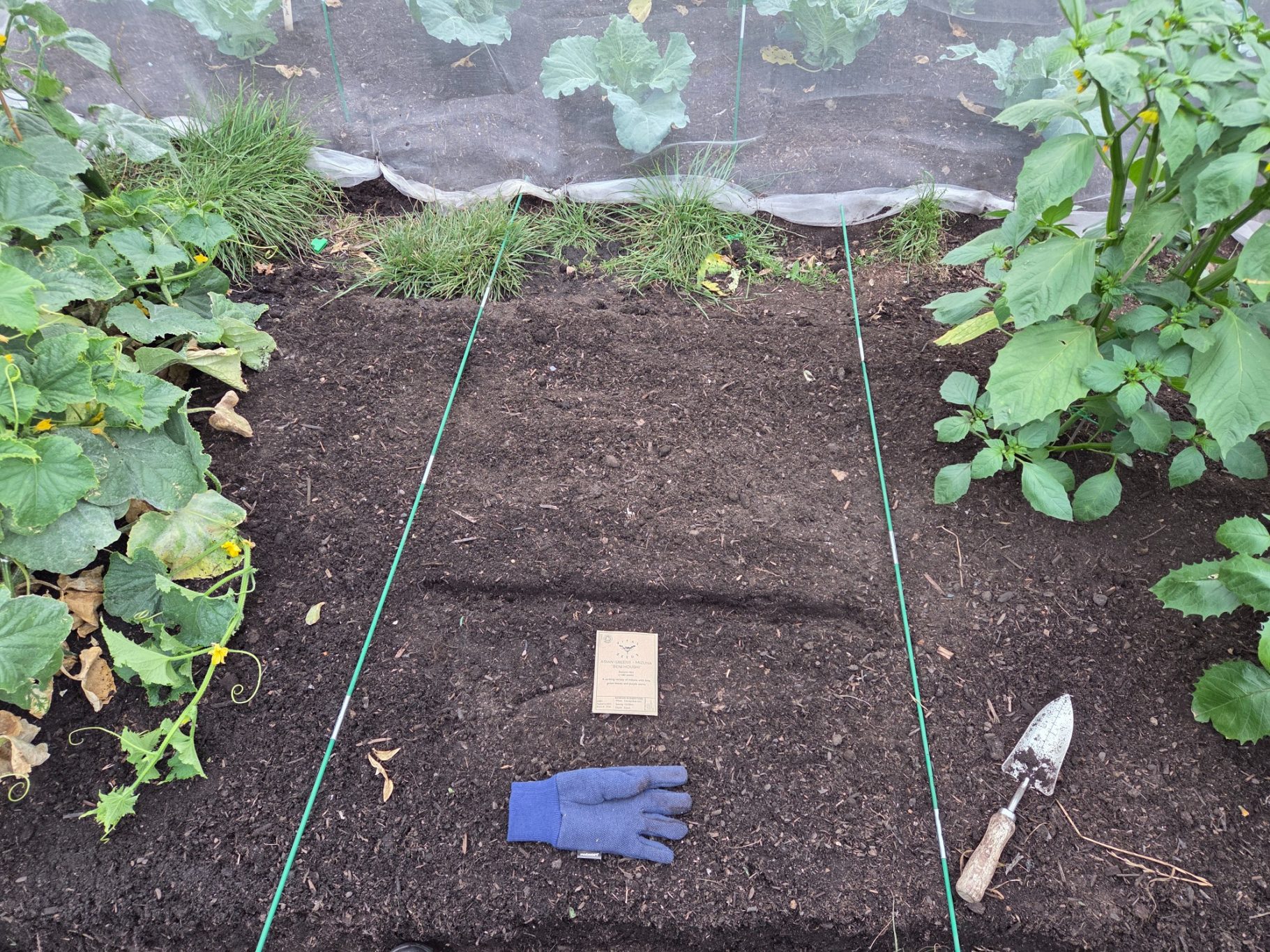 Garden bed with soil, a label, a blue glove, and tools surrounded by vegetables.