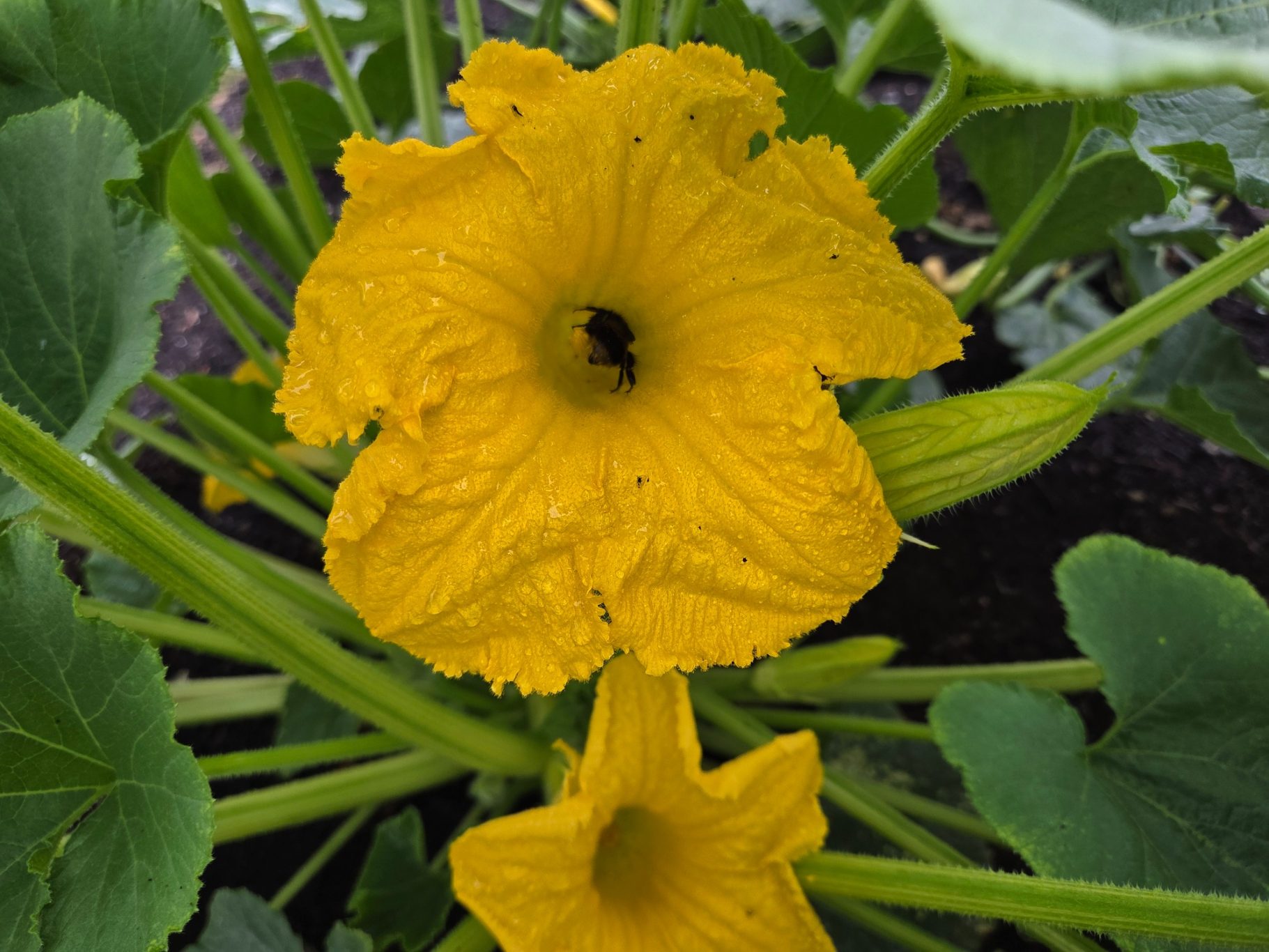 Vibrant yellow squash flower with a small insect inside, surrounded by green leaves.