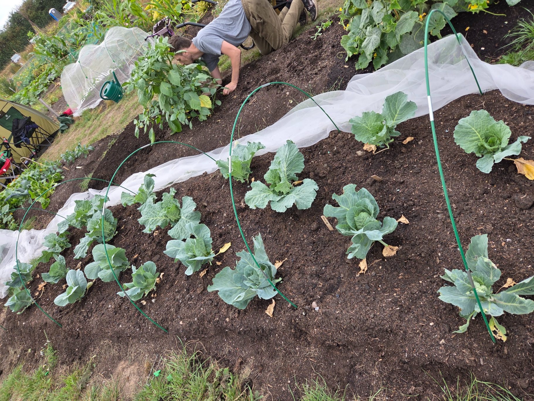 A vegetable garden with rows of cabbage plants and a person tending the soil.