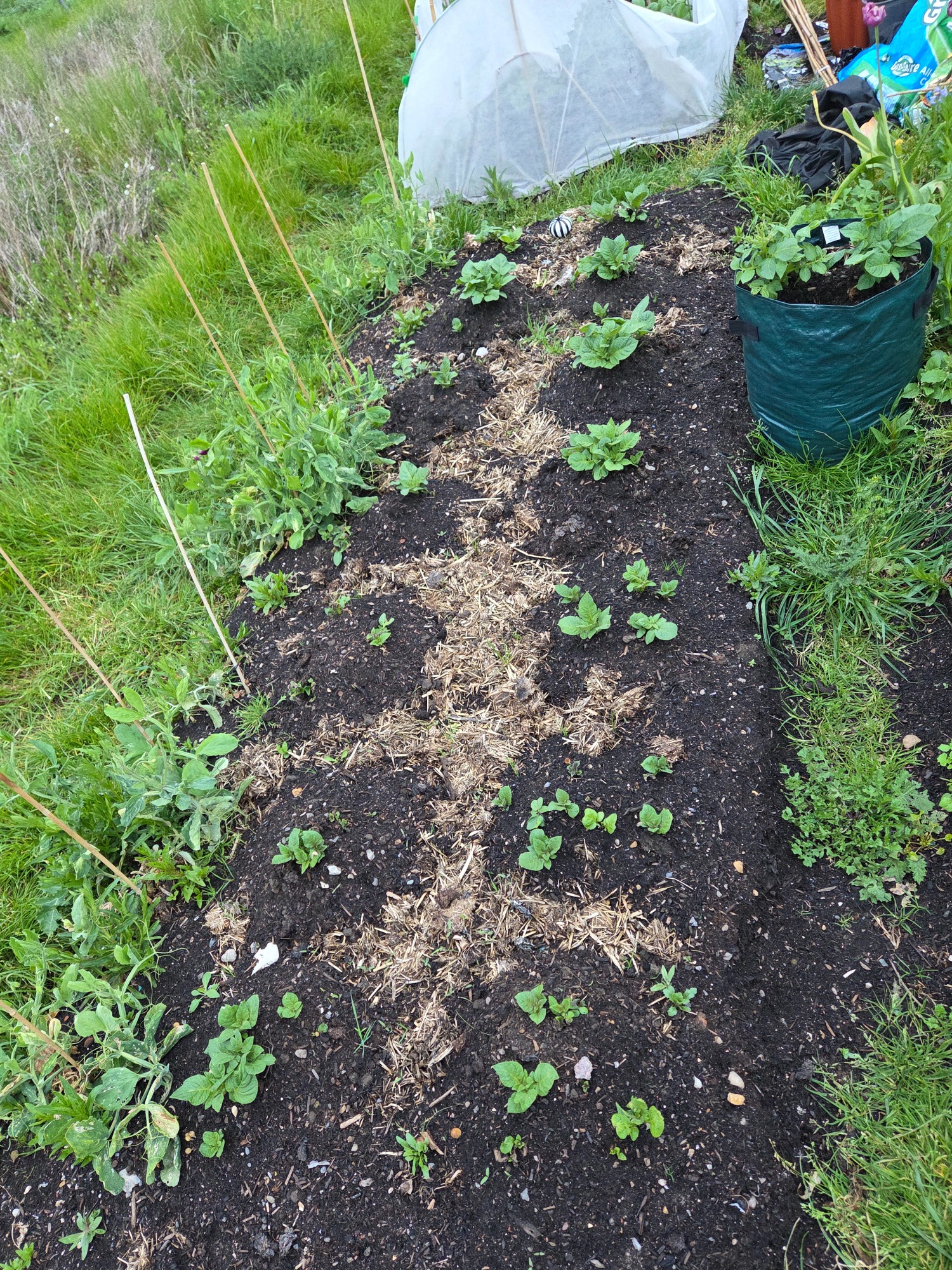 One of three potato beds Striped garden bed with emerging plants, surrounded by green grass and gardening tools.