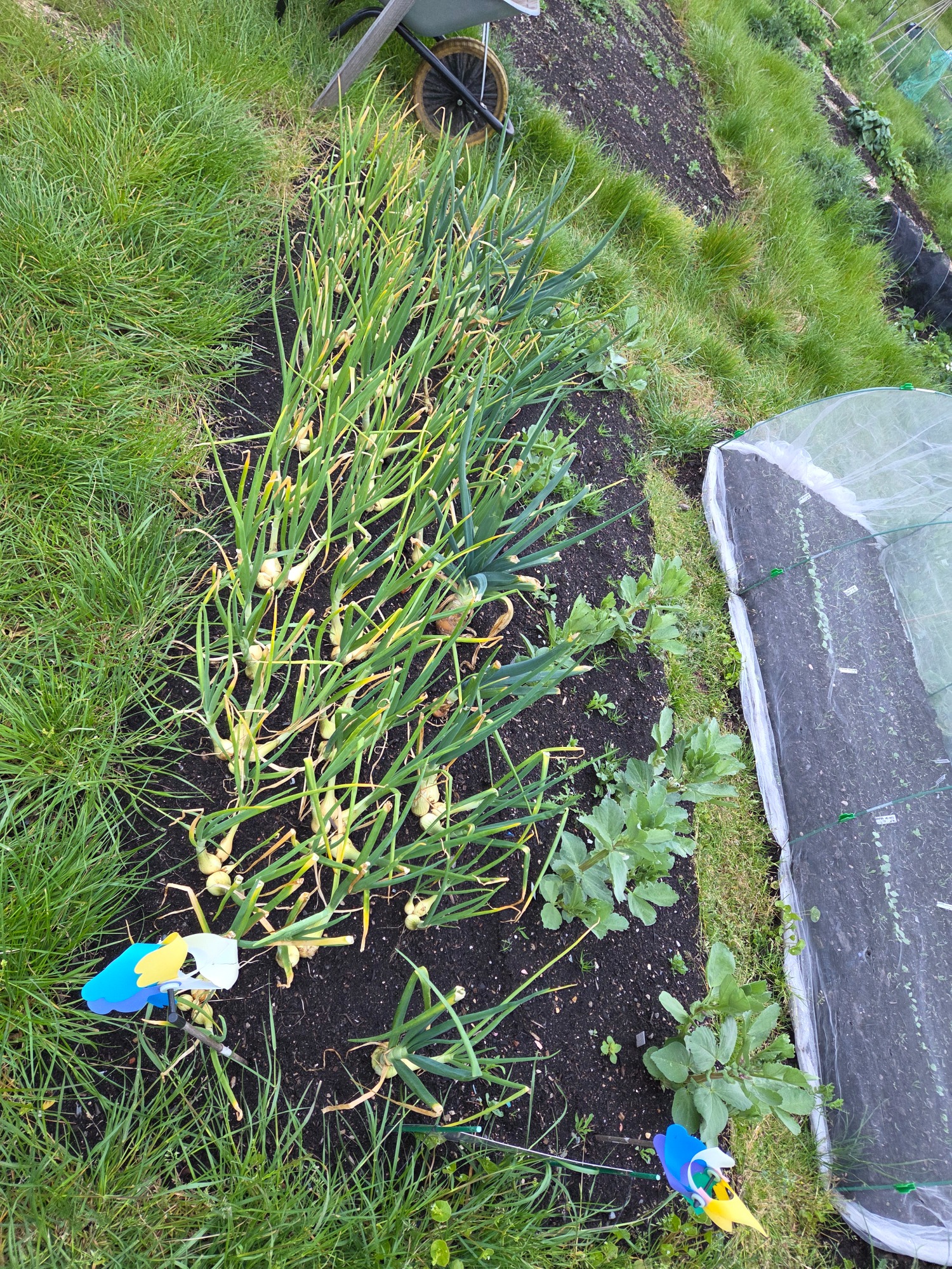 Onions and broad beans Row of green onions growing in a garden bed, with some garden tools visible.