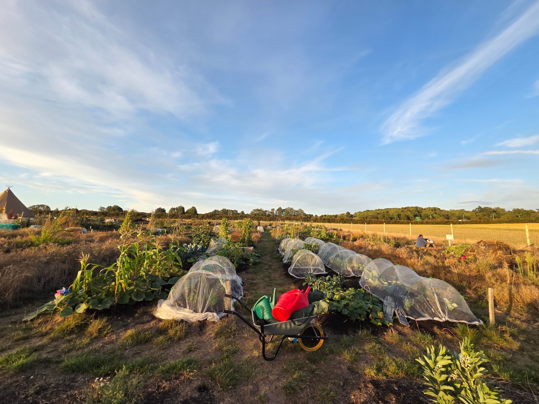 A person gardening in a field with covered plants under a clear blue sky.