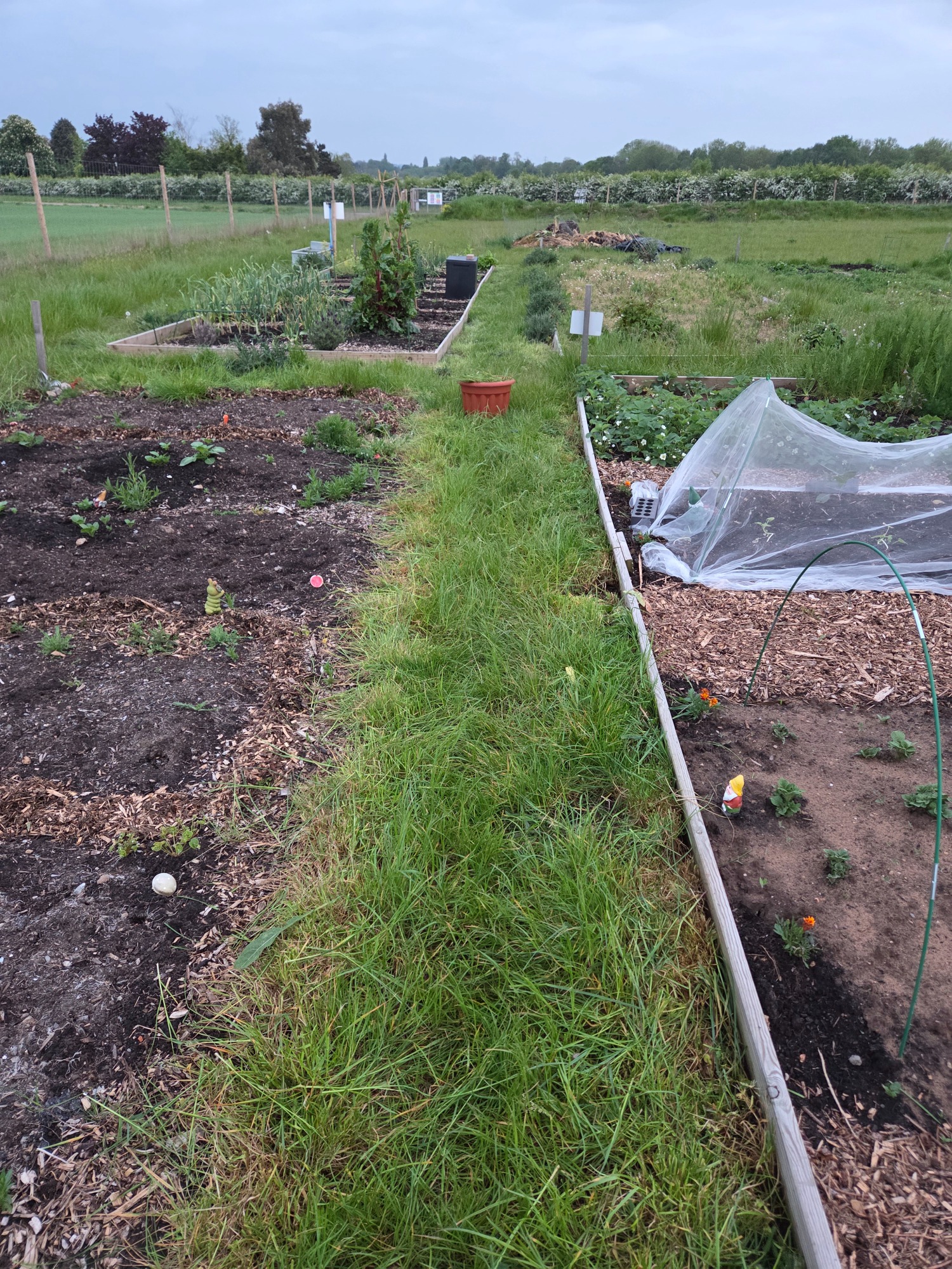 Much neater, and you're very welcome A winding path through a cultivated garden with various plants and raised beds.