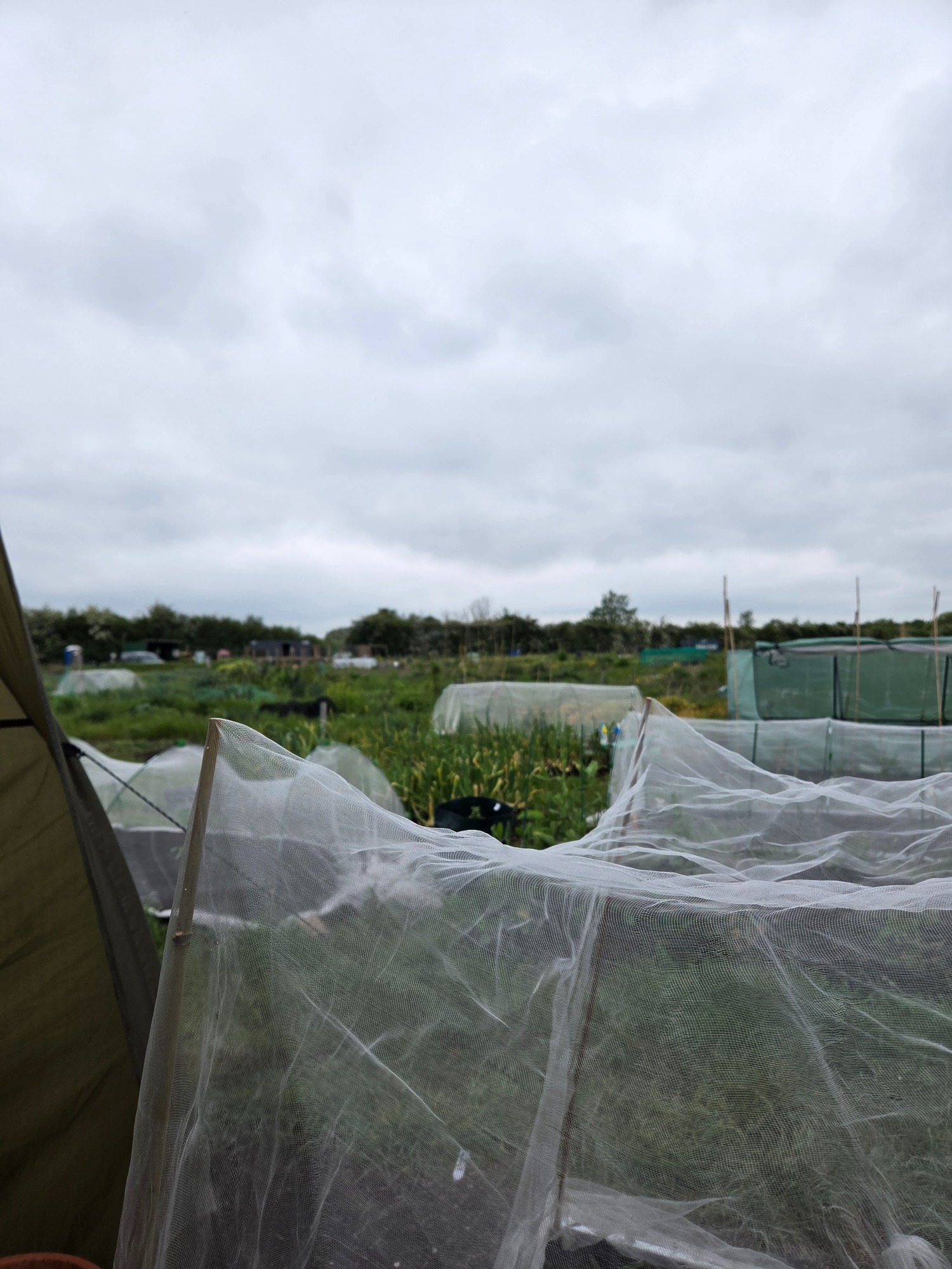 Management in the far distance, mowing the hedge line where no plots are active A cloudy sky over an allotment with green plants and gardening equipment visible.