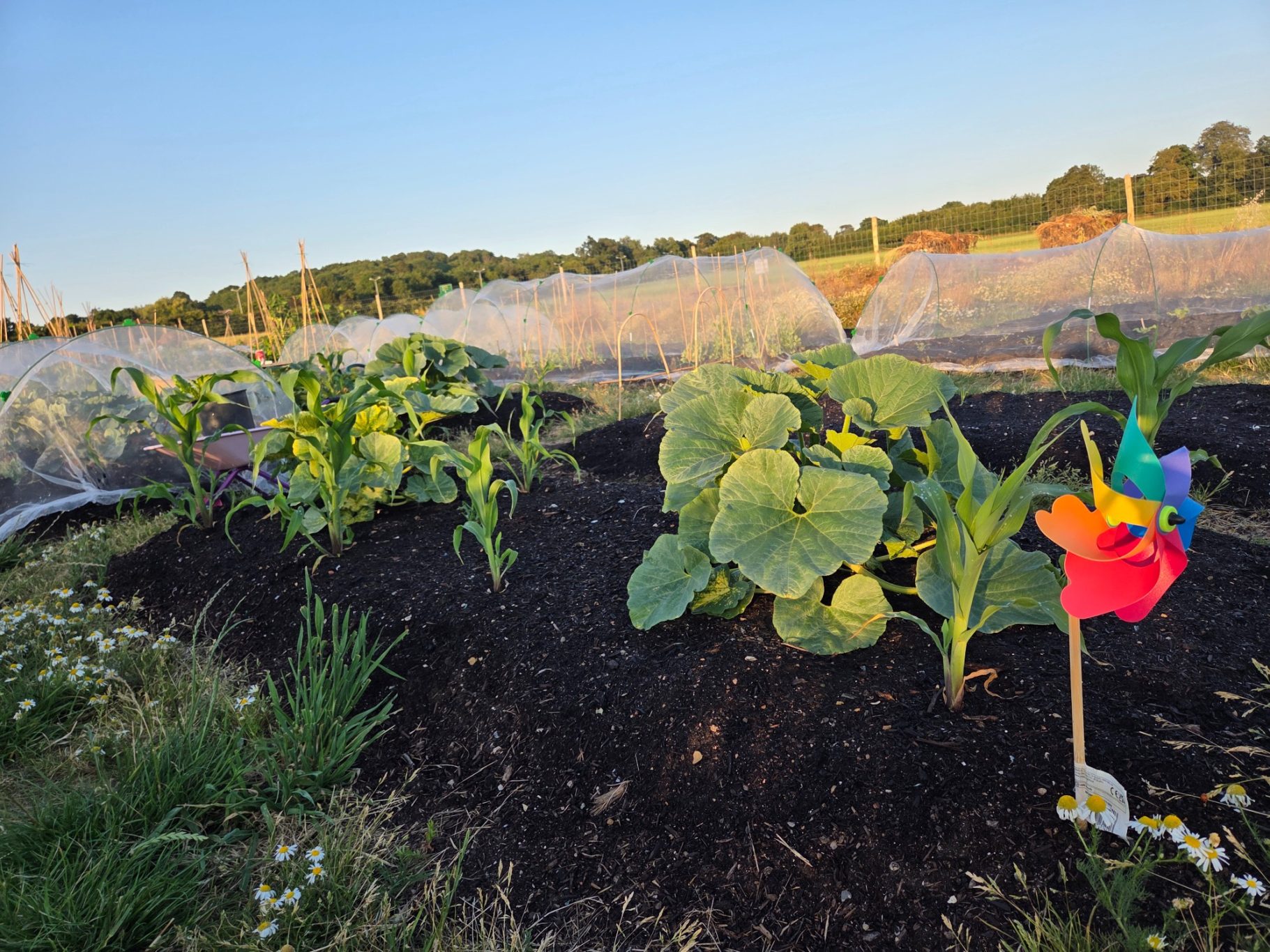 Rows of plants in a garden with protective coverings and a colourful pinwheel.