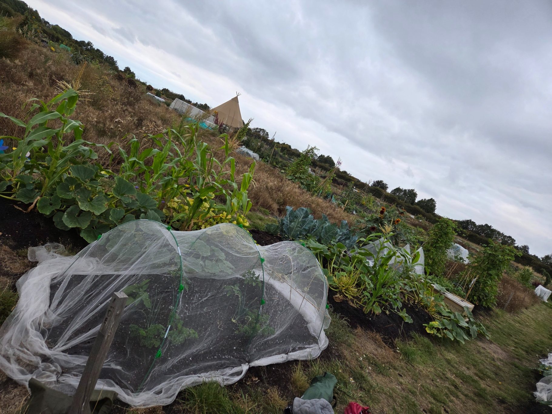 Lush vegetable garden with protective covers, set against a cloudy sky.