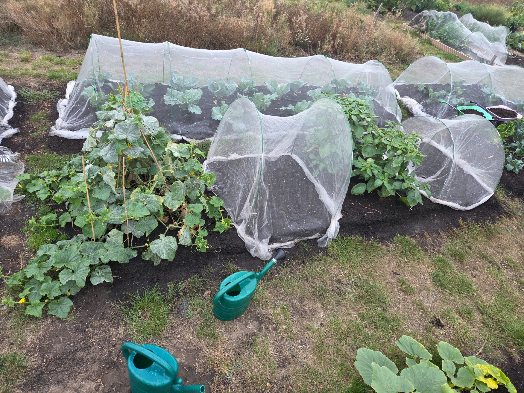 Vegetable beds covered with netting, with green watering cans nearby.